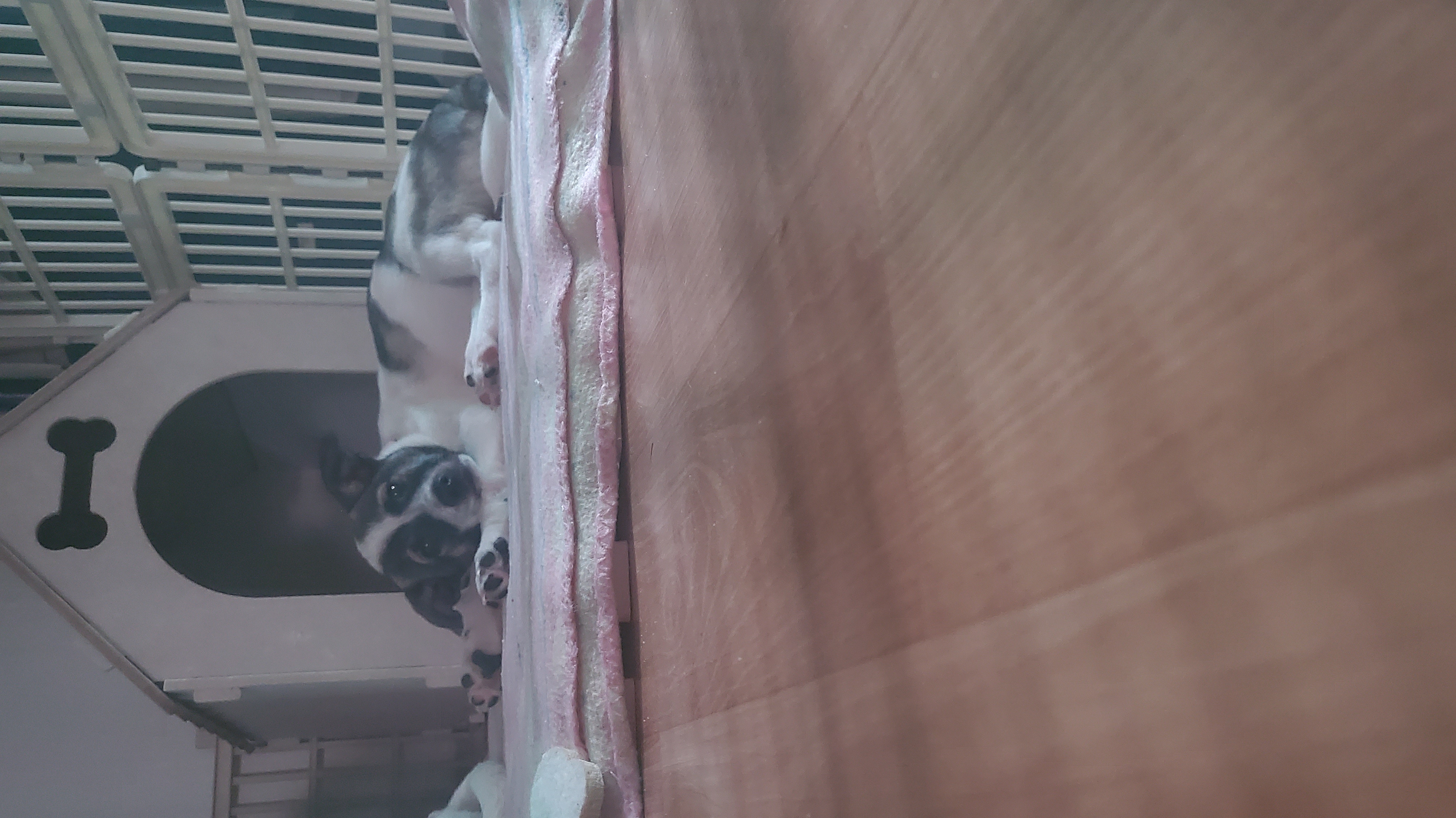 파파(아띠)입양 한달 