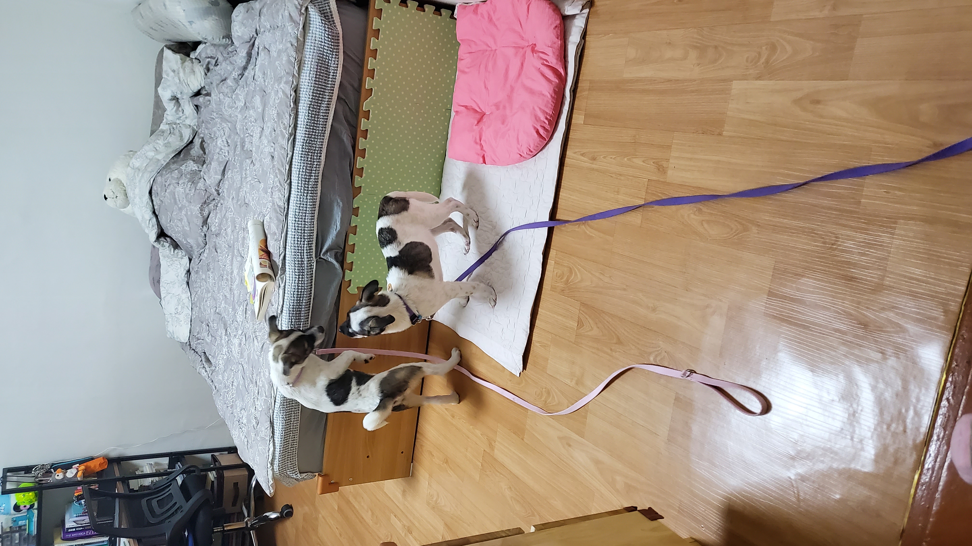 파파(아띠)입양 한달 