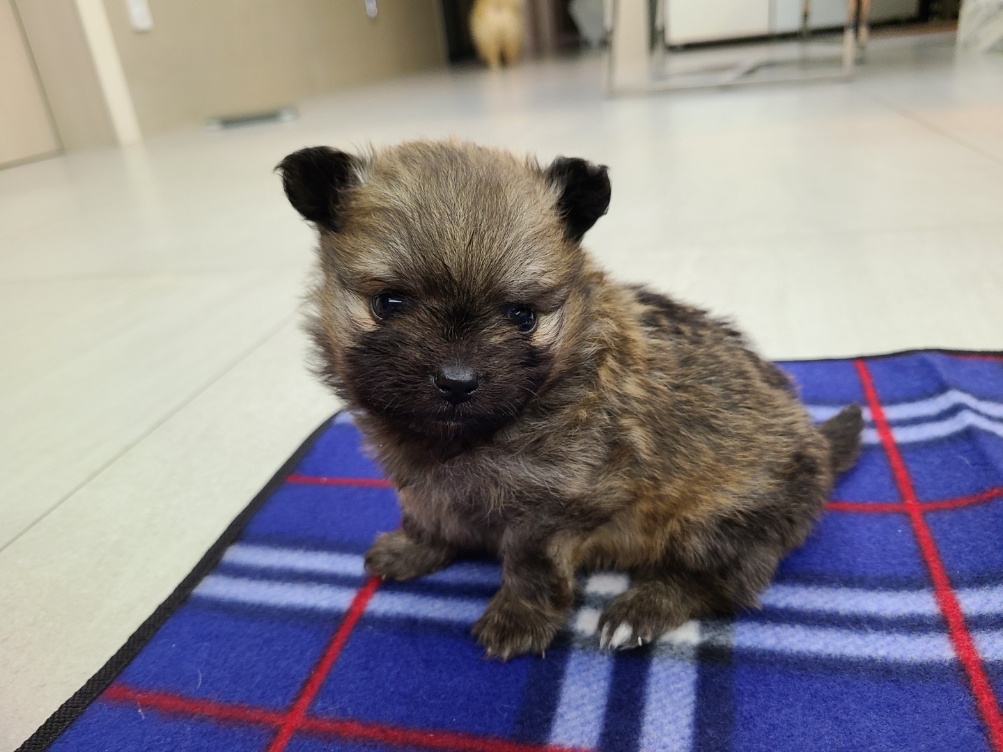 곤지암 번식장 구조견 워터(곤지암-2),워일(곤지암93) 임보 일주일 차 후기