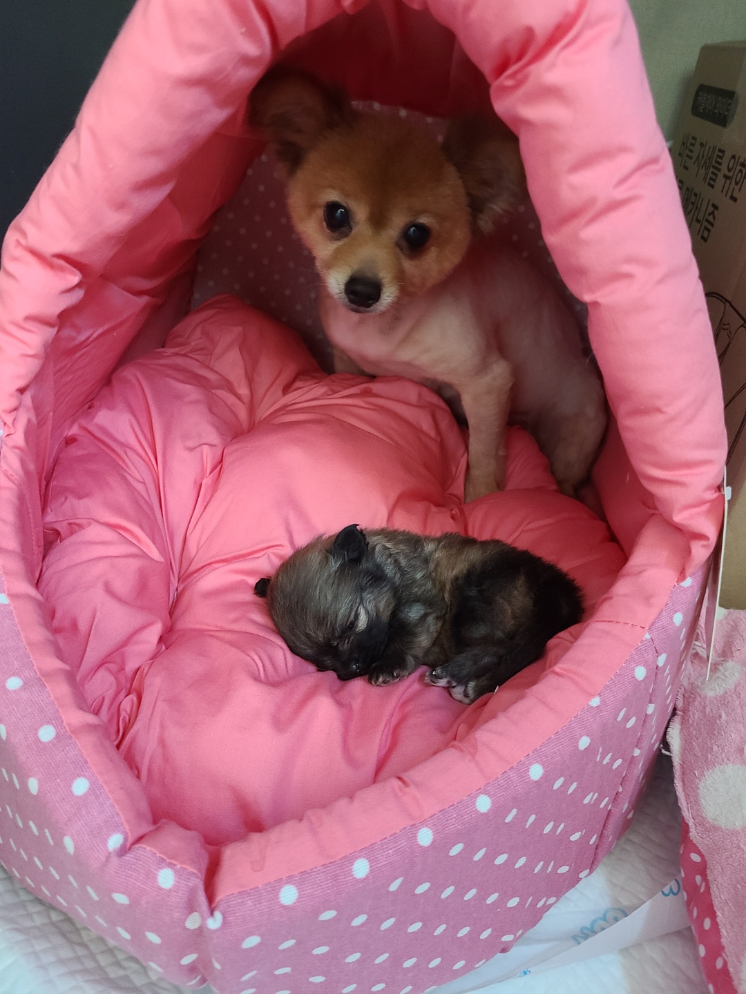 곤지암 번식장 구조견 워터(곤지암-2),워일(곤지암93) 임보 일주일 차 후기