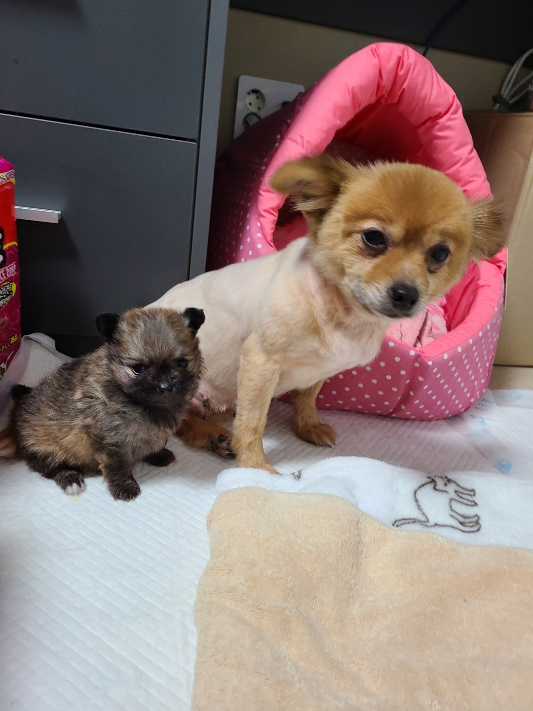 곤지암 번식장 구조견 워터(곤지암-2),워일(곤지암93) 임보 일주일 차 후기