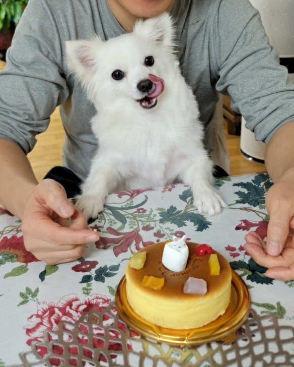 또리 잘 지내고 있어요~^^(1년차 후기)