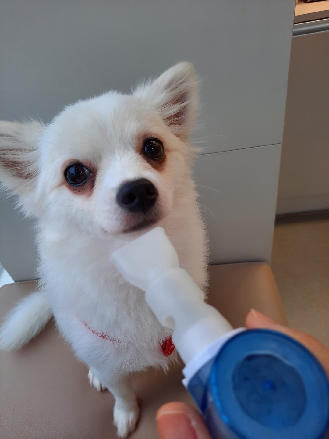 또리 잘 지내고 있어요~^^(1년차 후기)