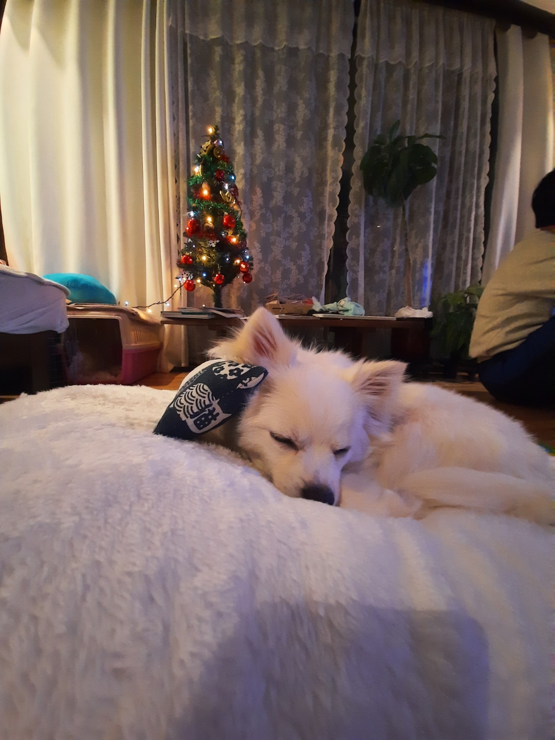 또리 잘 지내고 있어요~^^(1년차 후기)