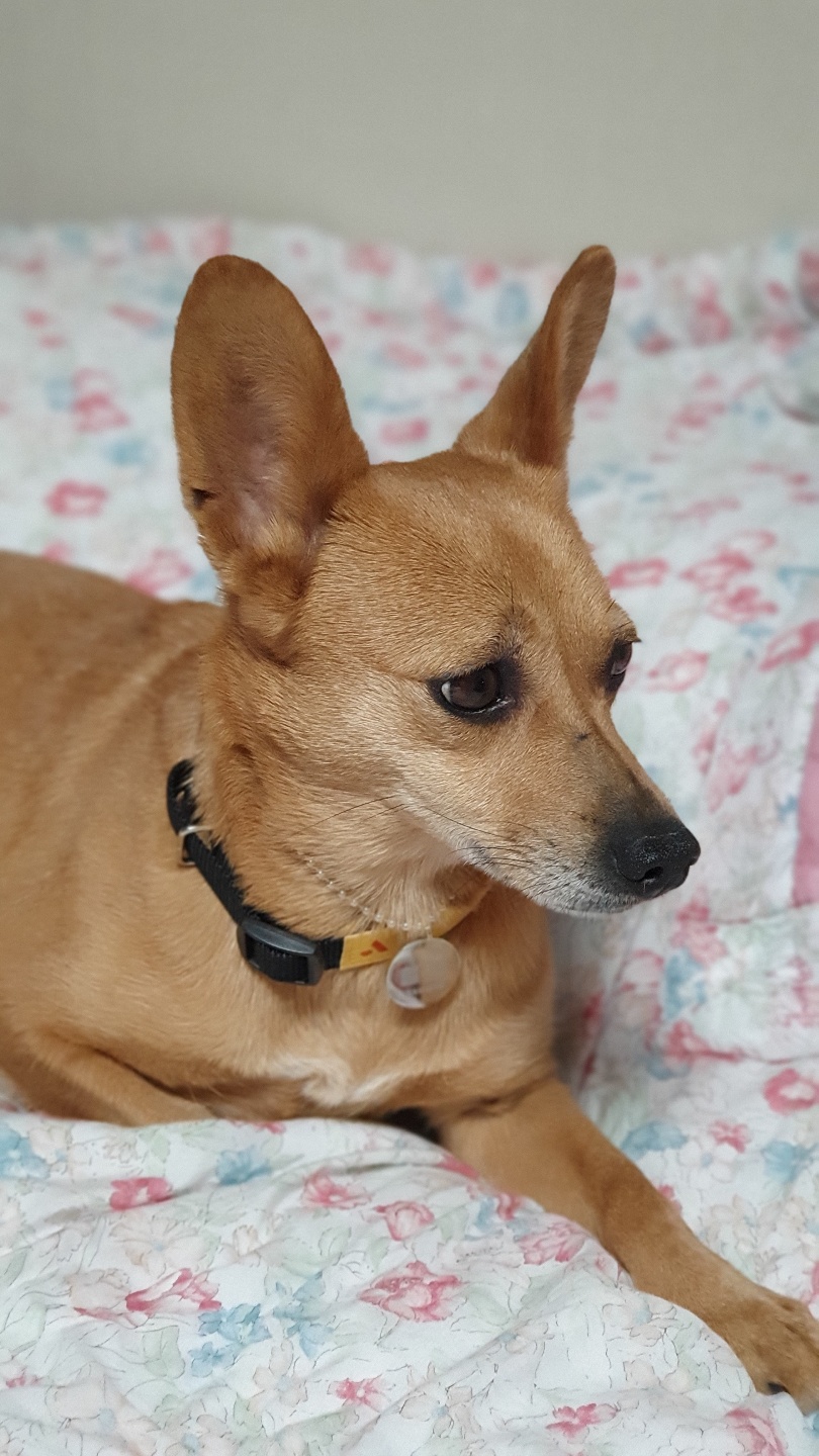 리카(헐크 4세) 입양 12일! 애탬(다람쥐인형) 과 침대에서의 일상 