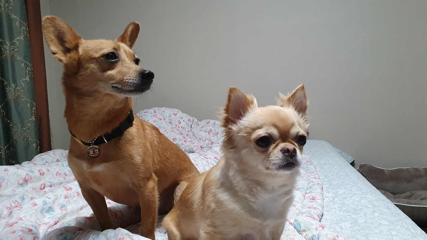 리카(헐크 4세) 입양 12일! 애탬(다람쥐인형) 과 침대에서의 일상 