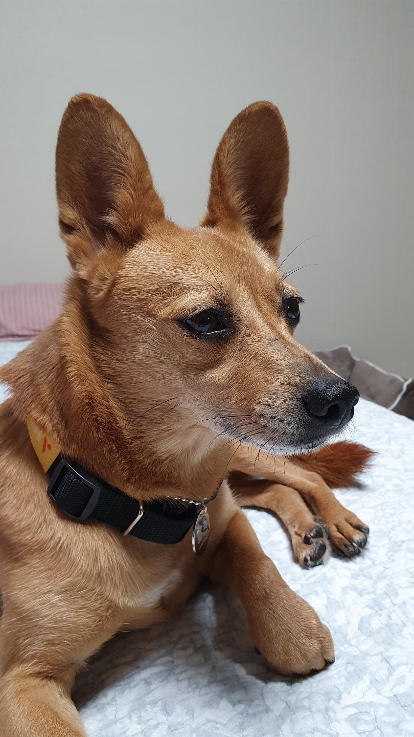 리카(헐크 4세) 입양 12일! 애탬(다람쥐인형) 과 침대에서의 일상 