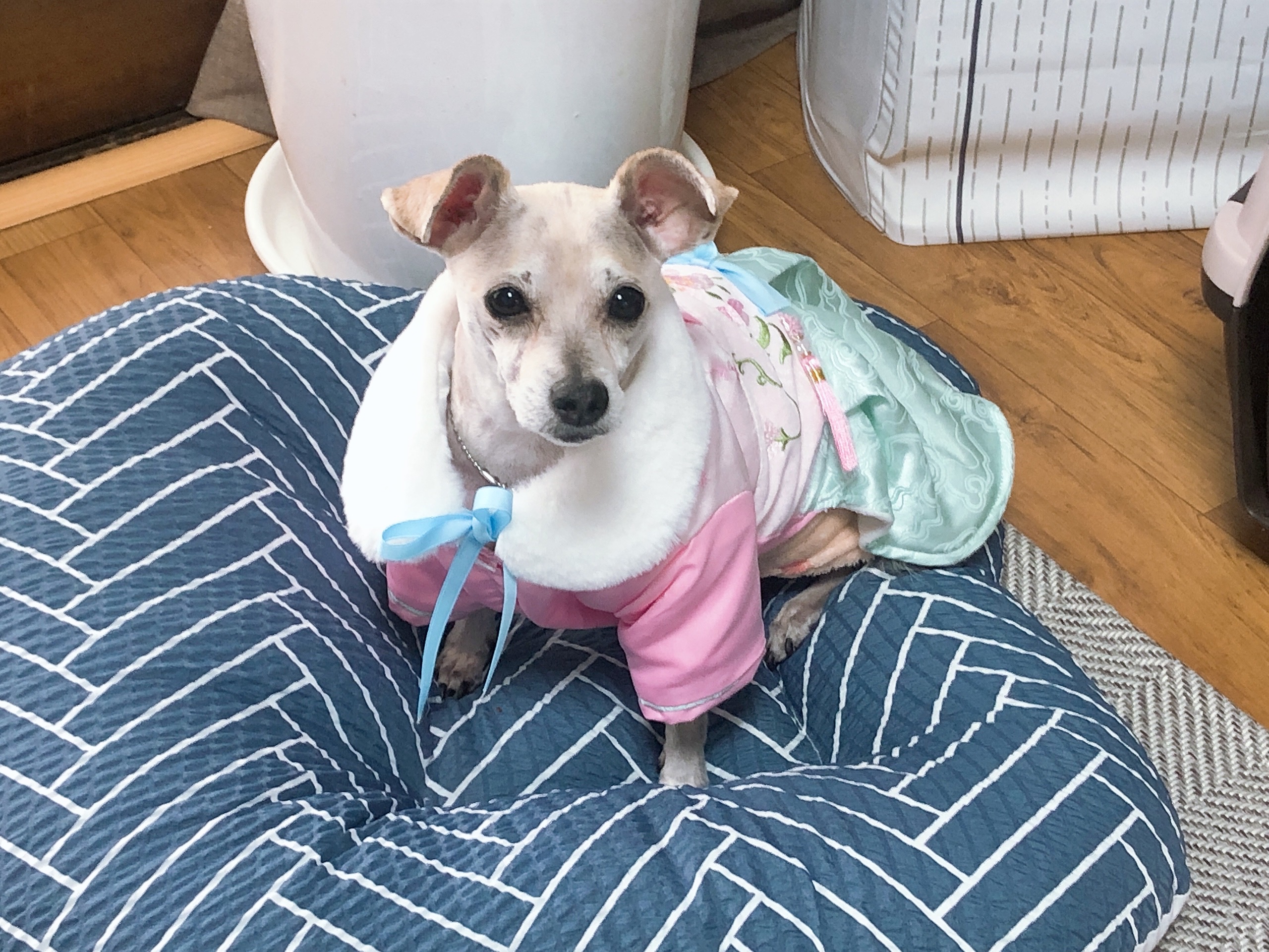 진이(前바비) 한달 차 소식입니다. ^0^