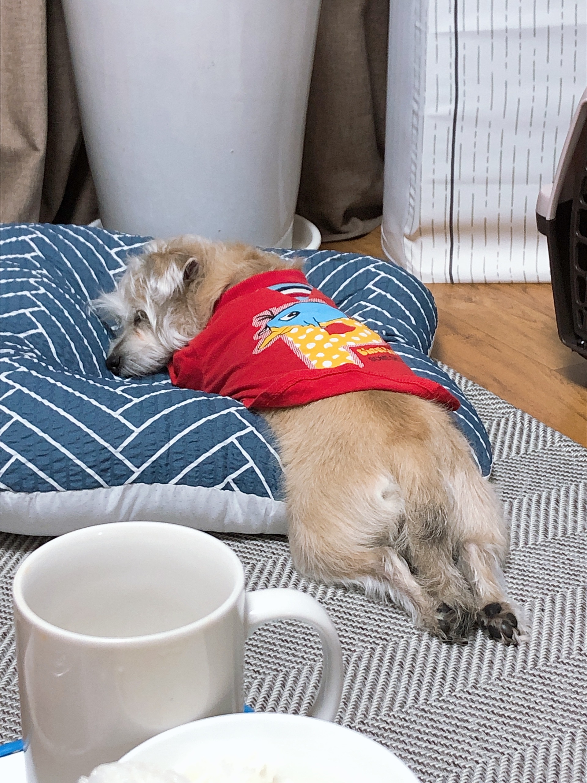 진이(前바비) 한달 차 소식입니다. ^0^