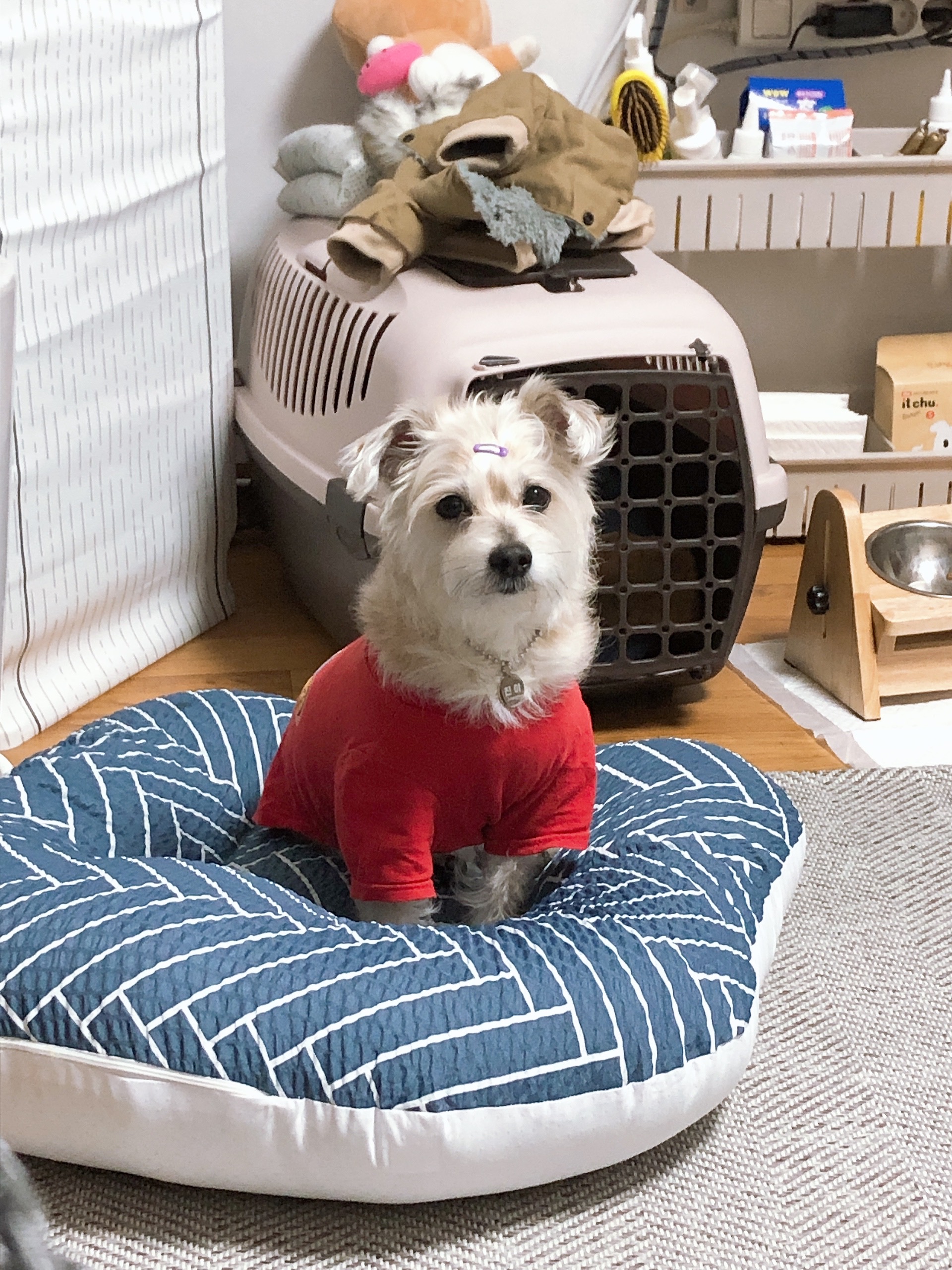 진이(前바비) 한달 차 소식입니다. ^0^