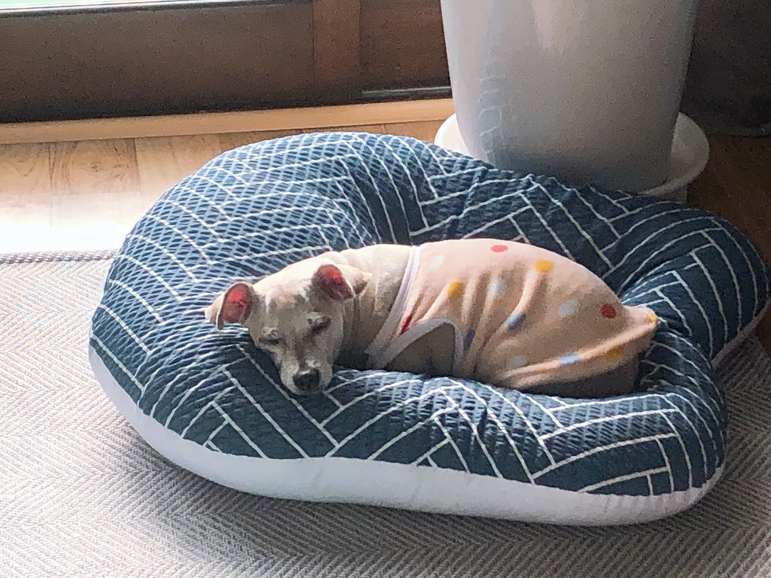 진이(前바비) 한달 차 소식입니다. ^0^