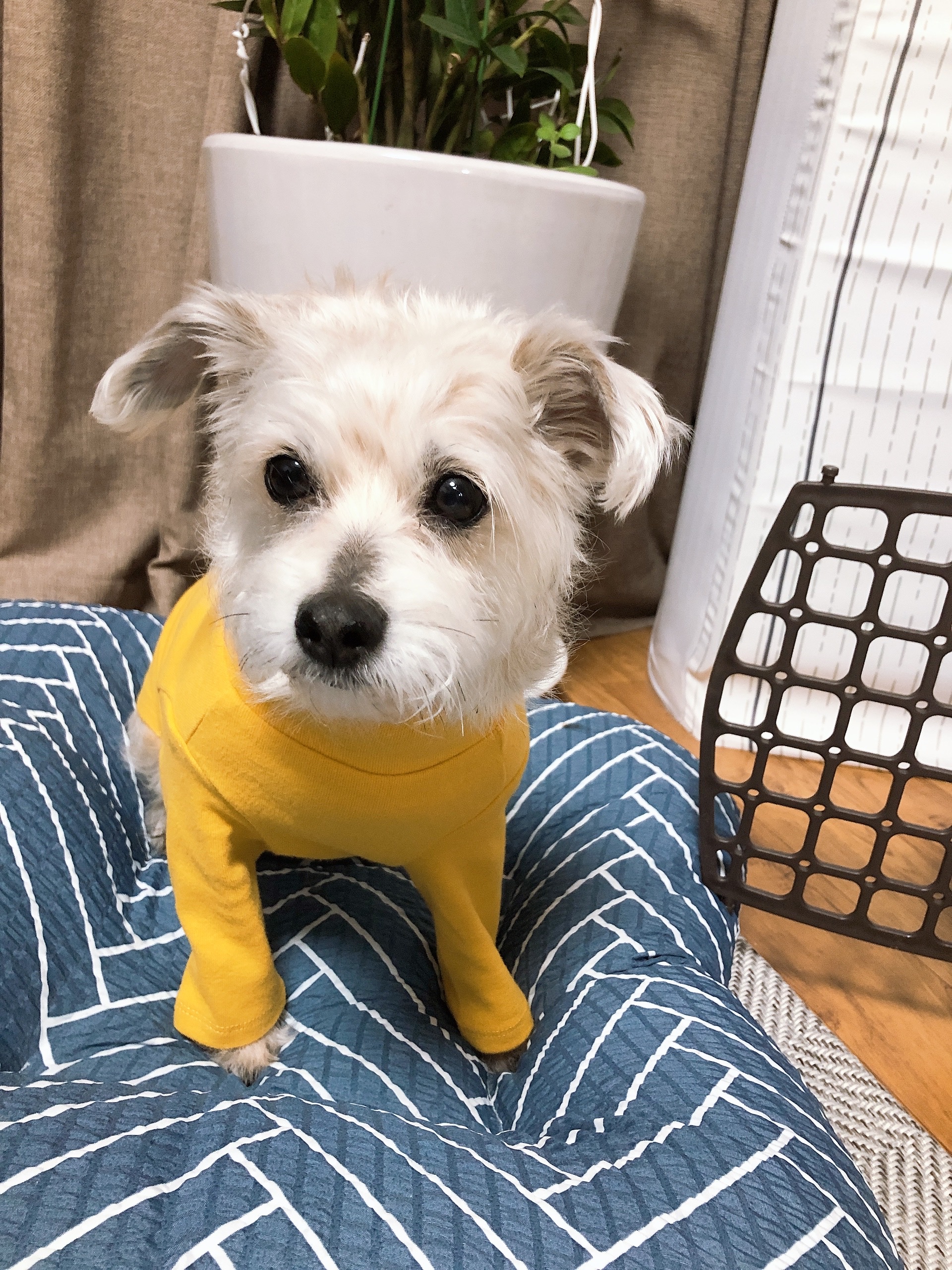 진이(前바비) 한달 차 소식입니다. ^0^