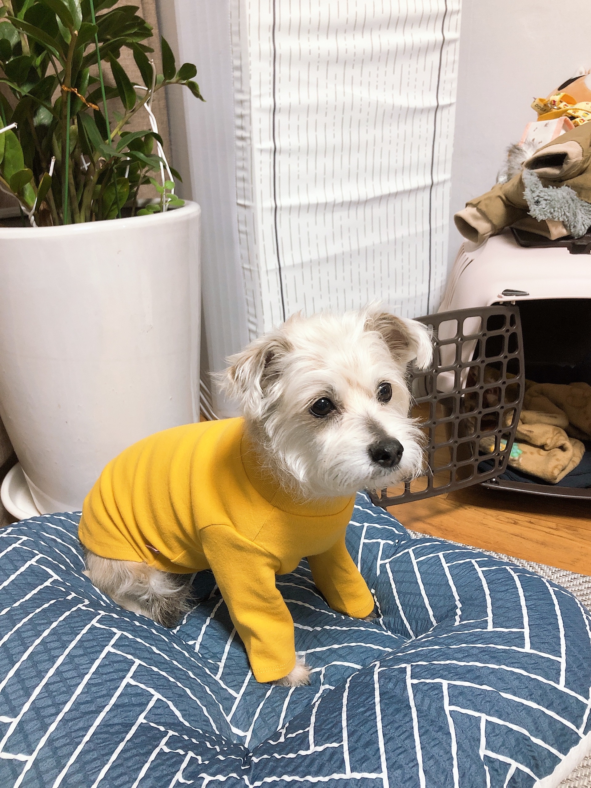 진이(前바비) 한달 차 소식입니다. ^0^