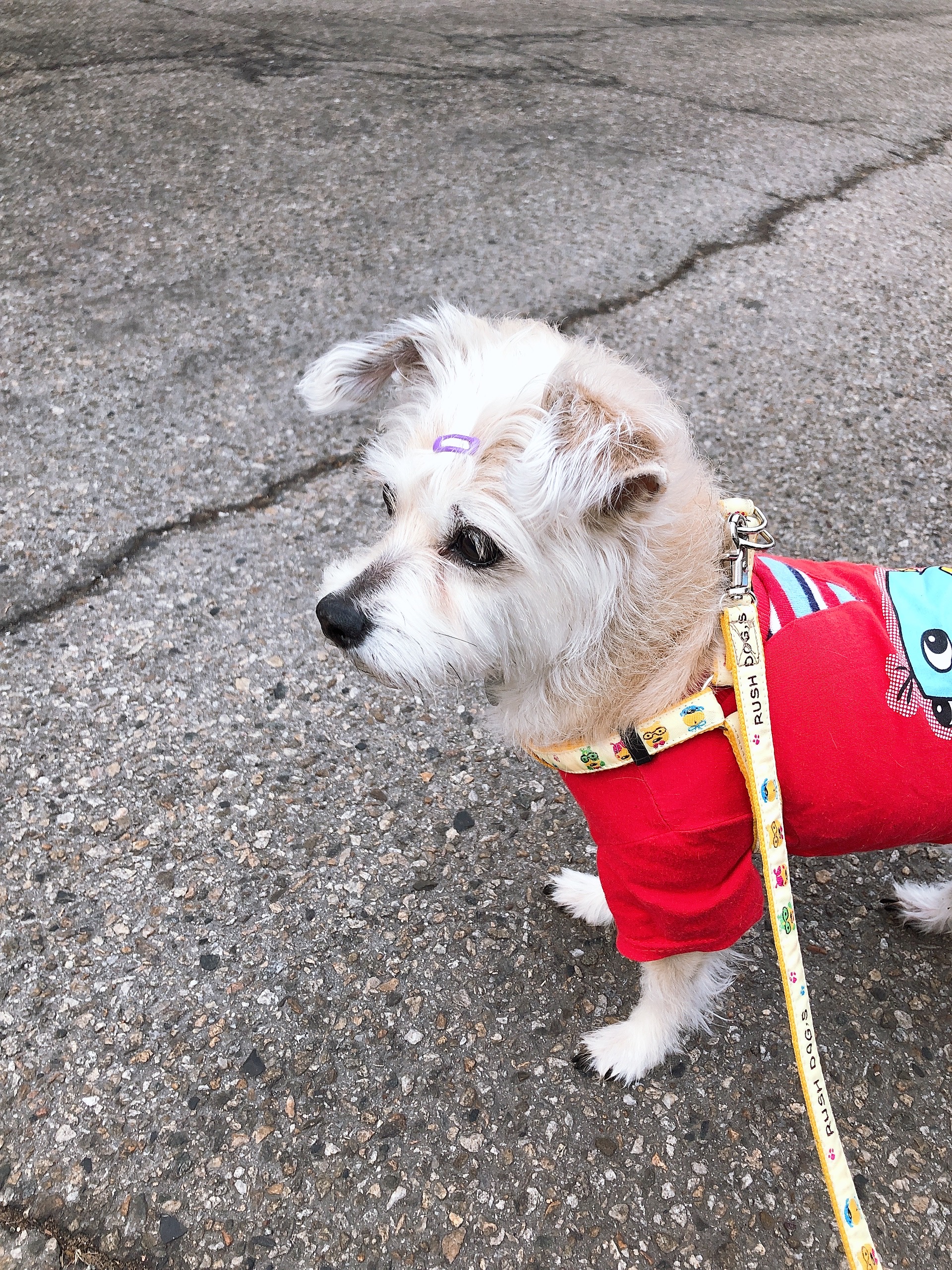 진이(前바비) 한달 차 소식입니다. ^0^