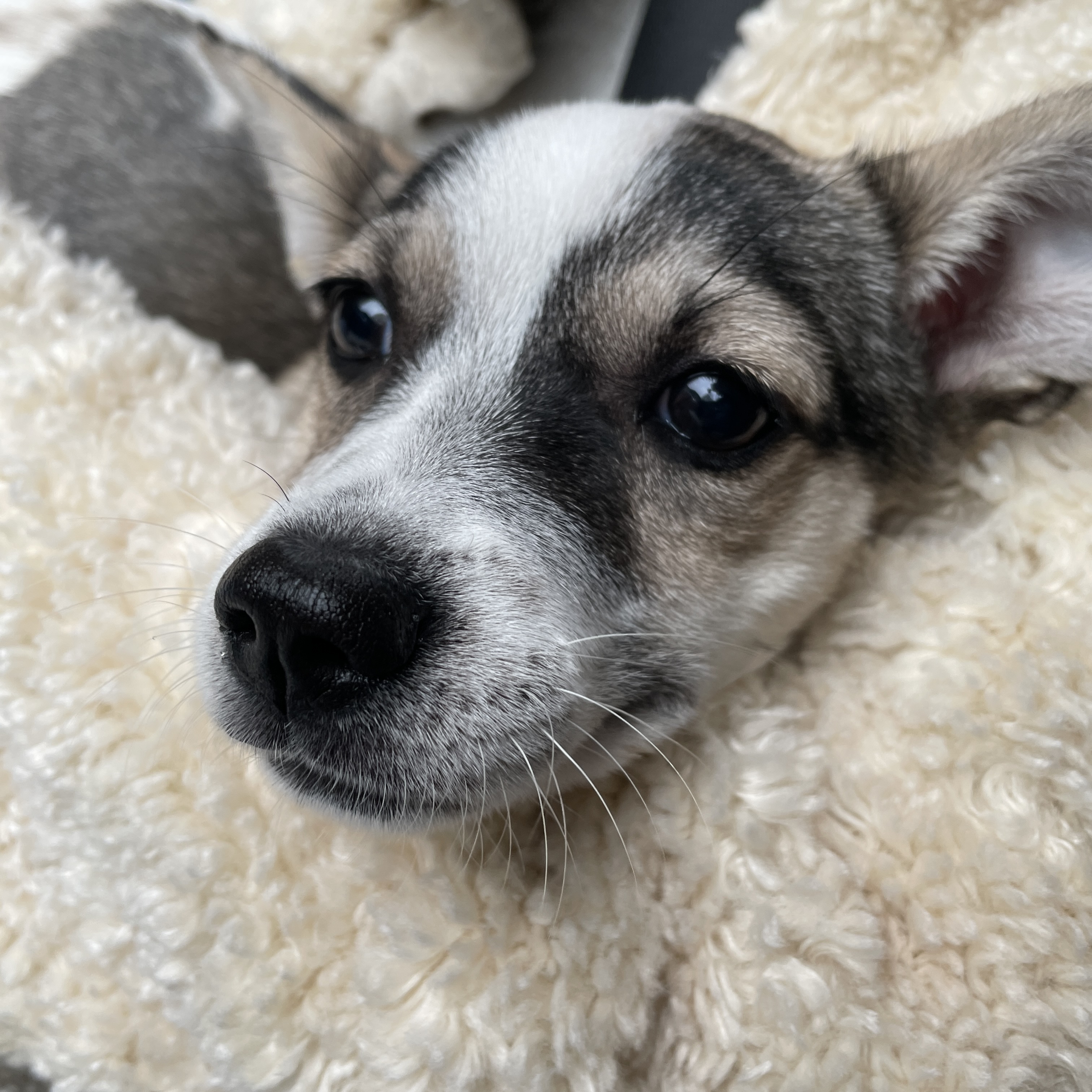 솔솔이 한달이야기