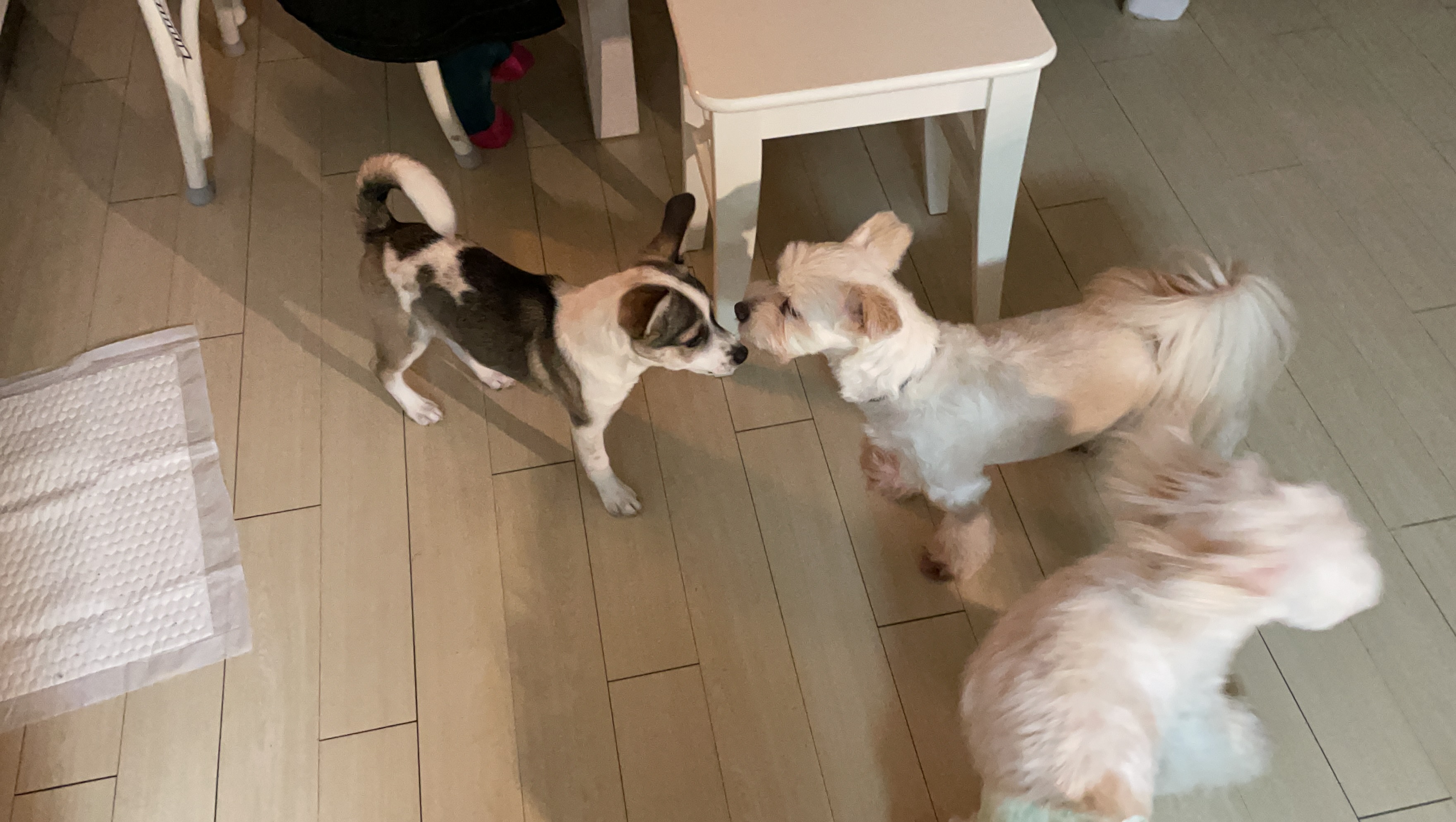 솔솔이 한달이야기