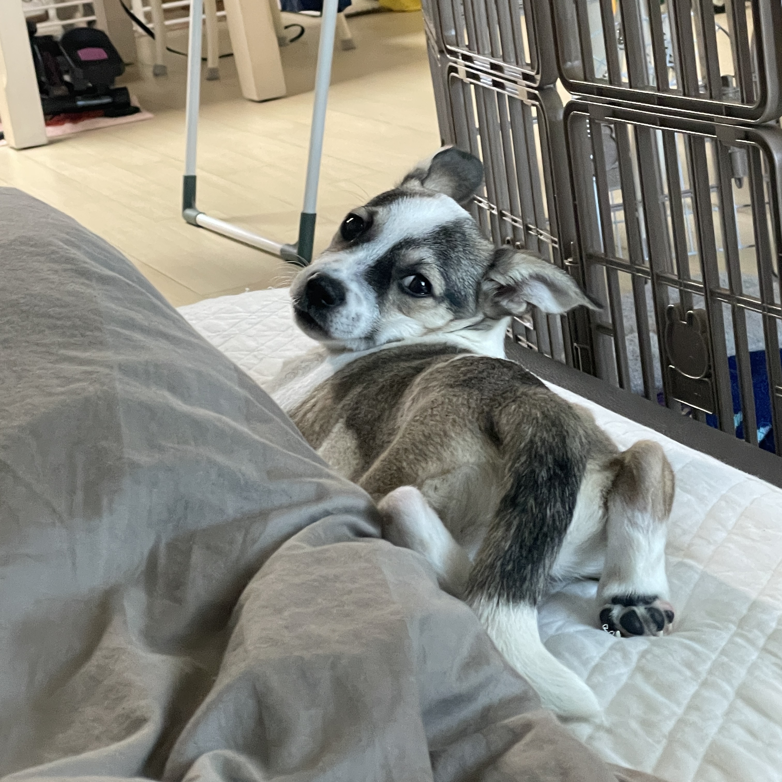 솔솔이 한달이야기