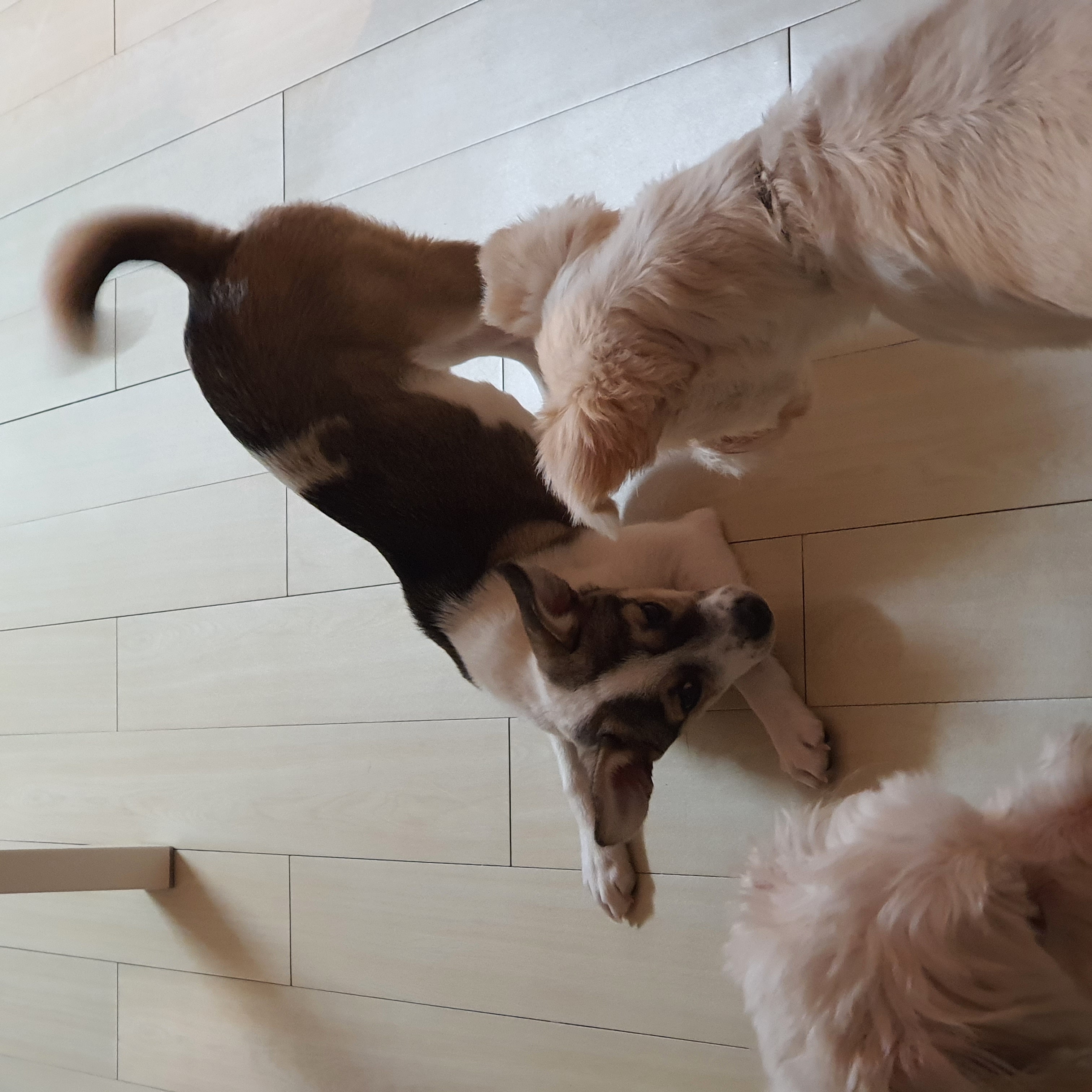 솔솔이 한달이야기