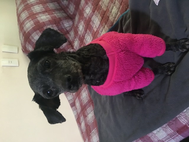 [곤지암번식장 구조견 임시보호중] 릴리(곤지암-12)의 주말생활