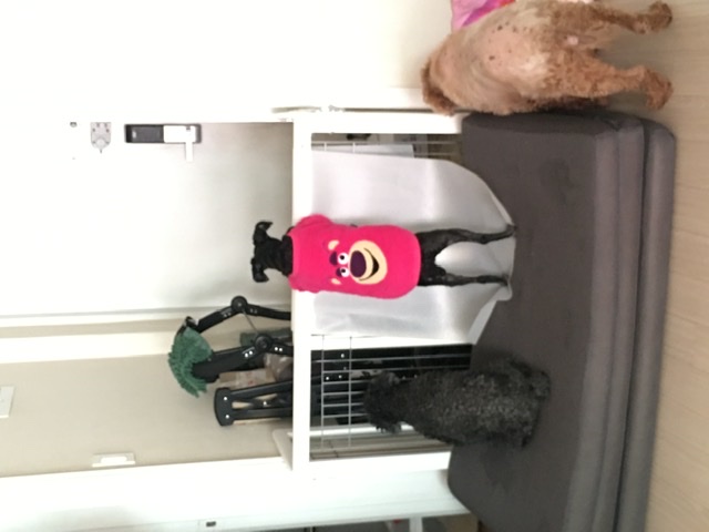 [곤지암번식장 구조견 임시보호중] 릴리(곤지암-12)의 주말생활