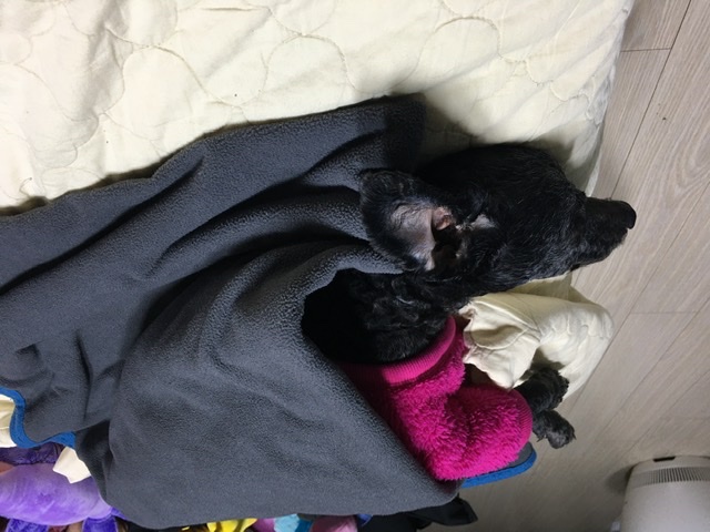 [곤지암번식장 구조견 임시보호중] 릴리(곤지암-12)의 주말생활