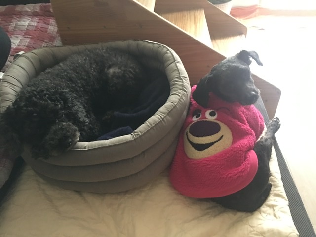 [곤지암번식장 구조견 임시보호중] 릴리(곤지암-12)의 주말생활