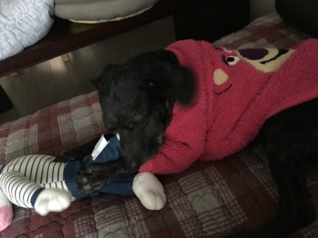 [곤지암번식장 구조견 임시보호중] 릴리(곤지암-12)의 주말생활