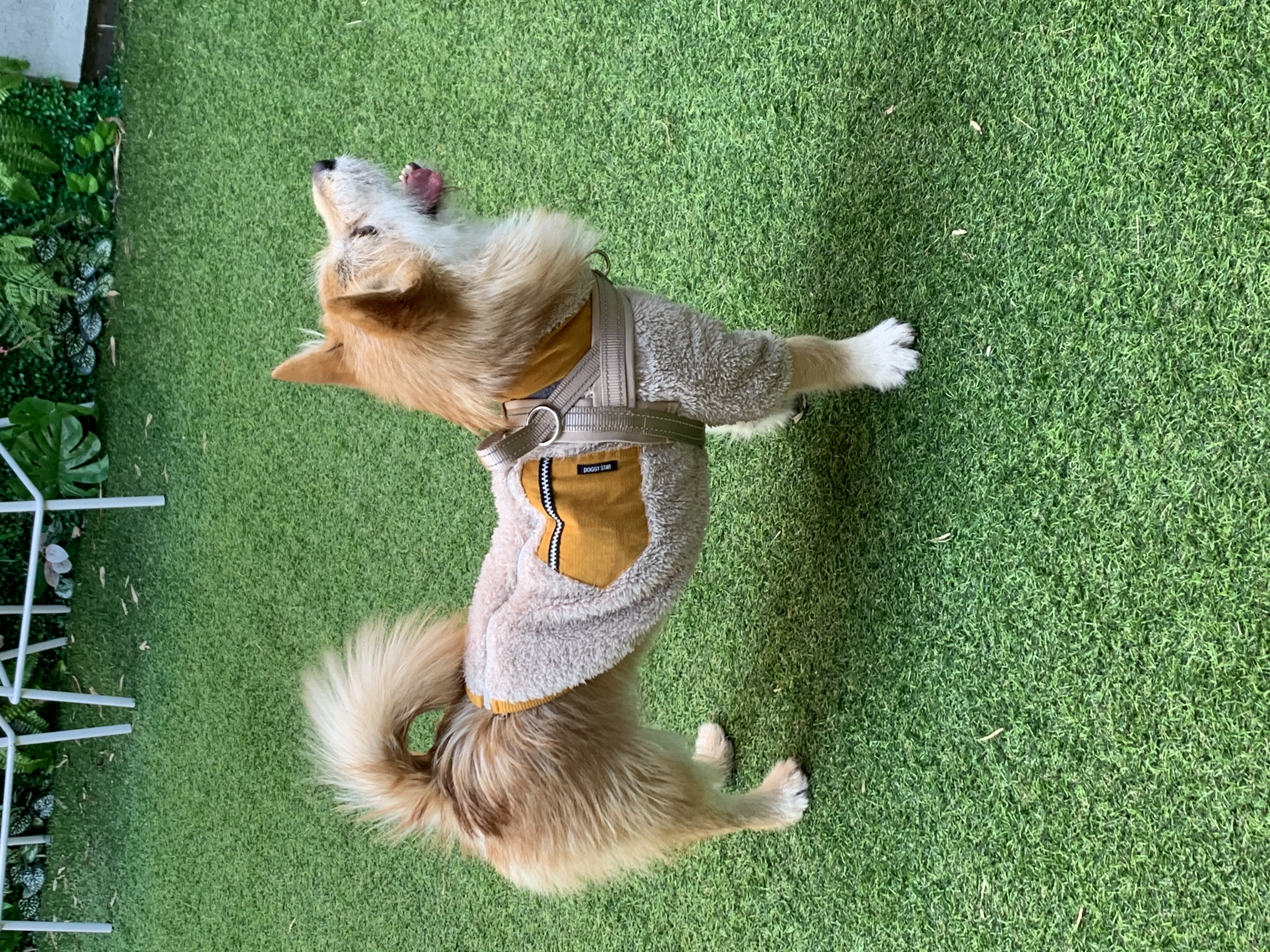 보들이(순애) 한달 차 이야기♥