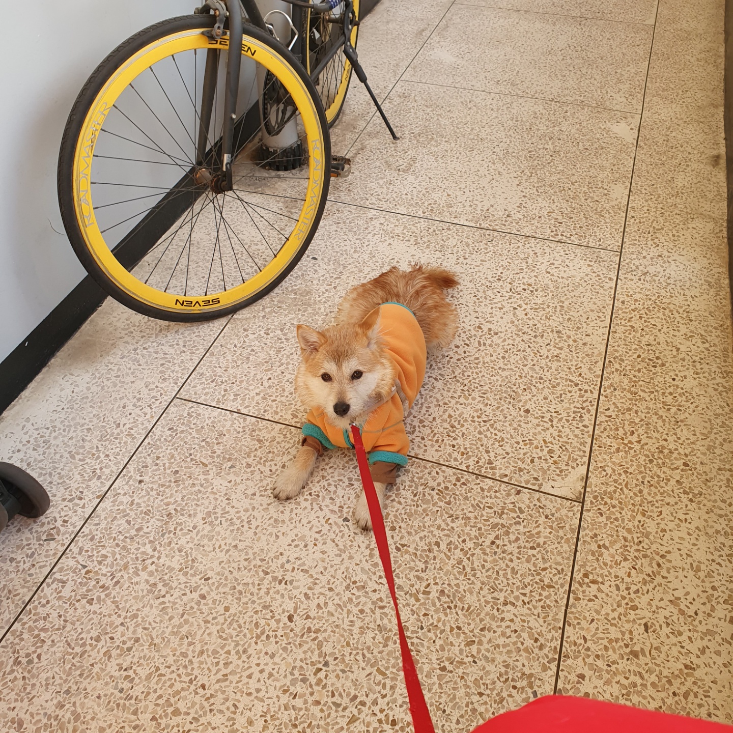 보들이(순애) 한달 차 이야기♥