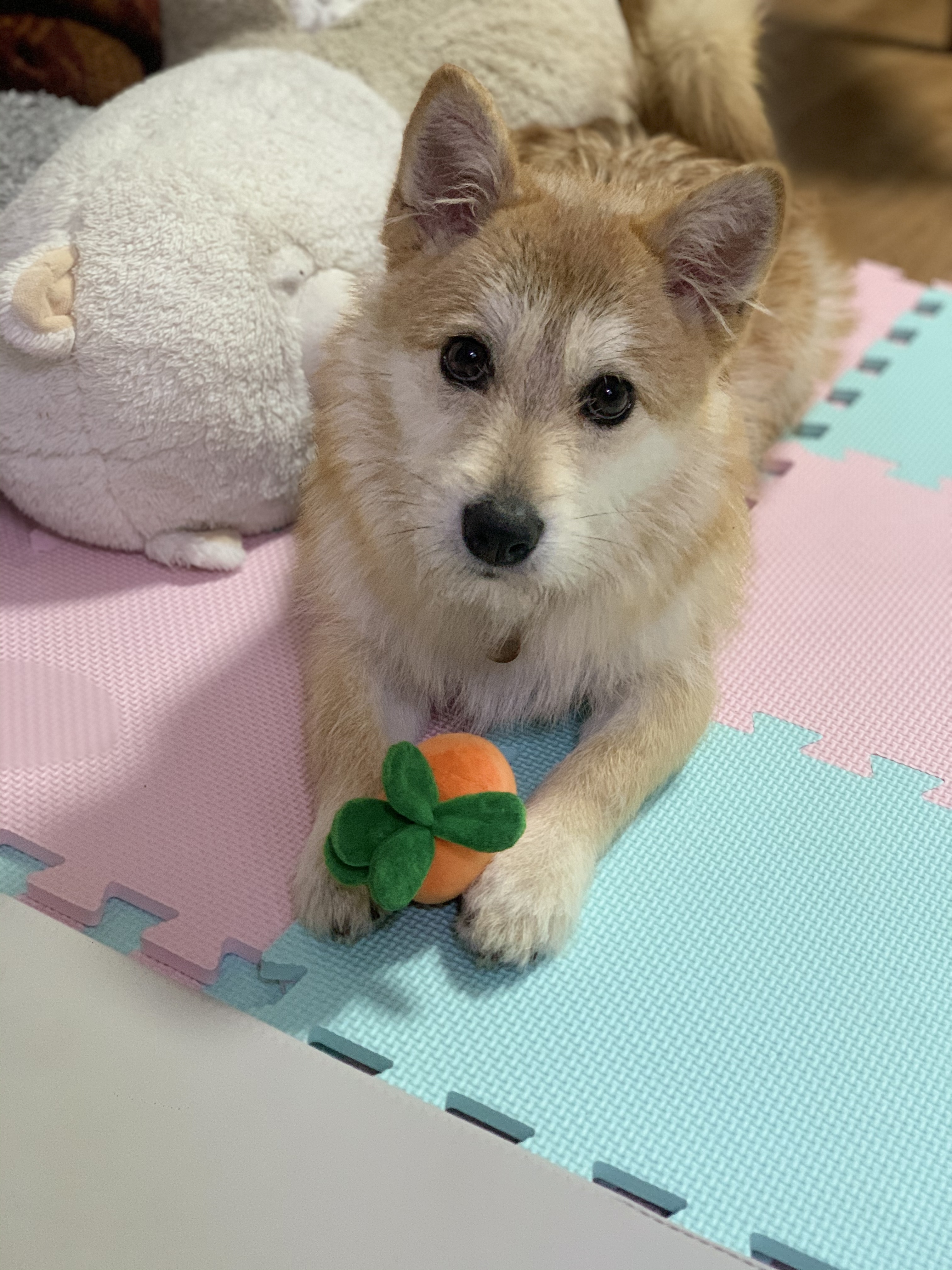 보들이(순애) 한달 차 이야기♥