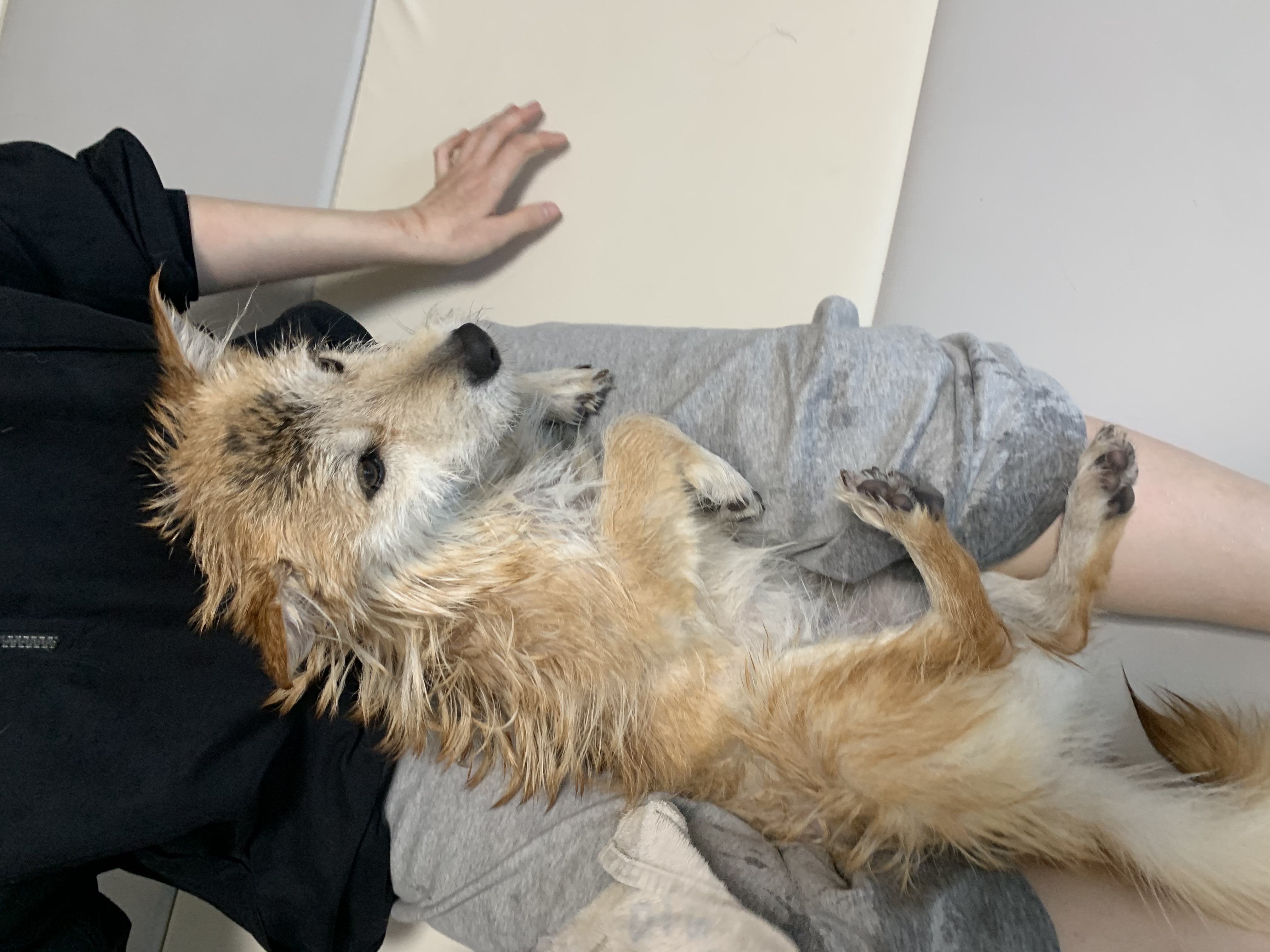 보들이(순애) 한달 차 이야기♥