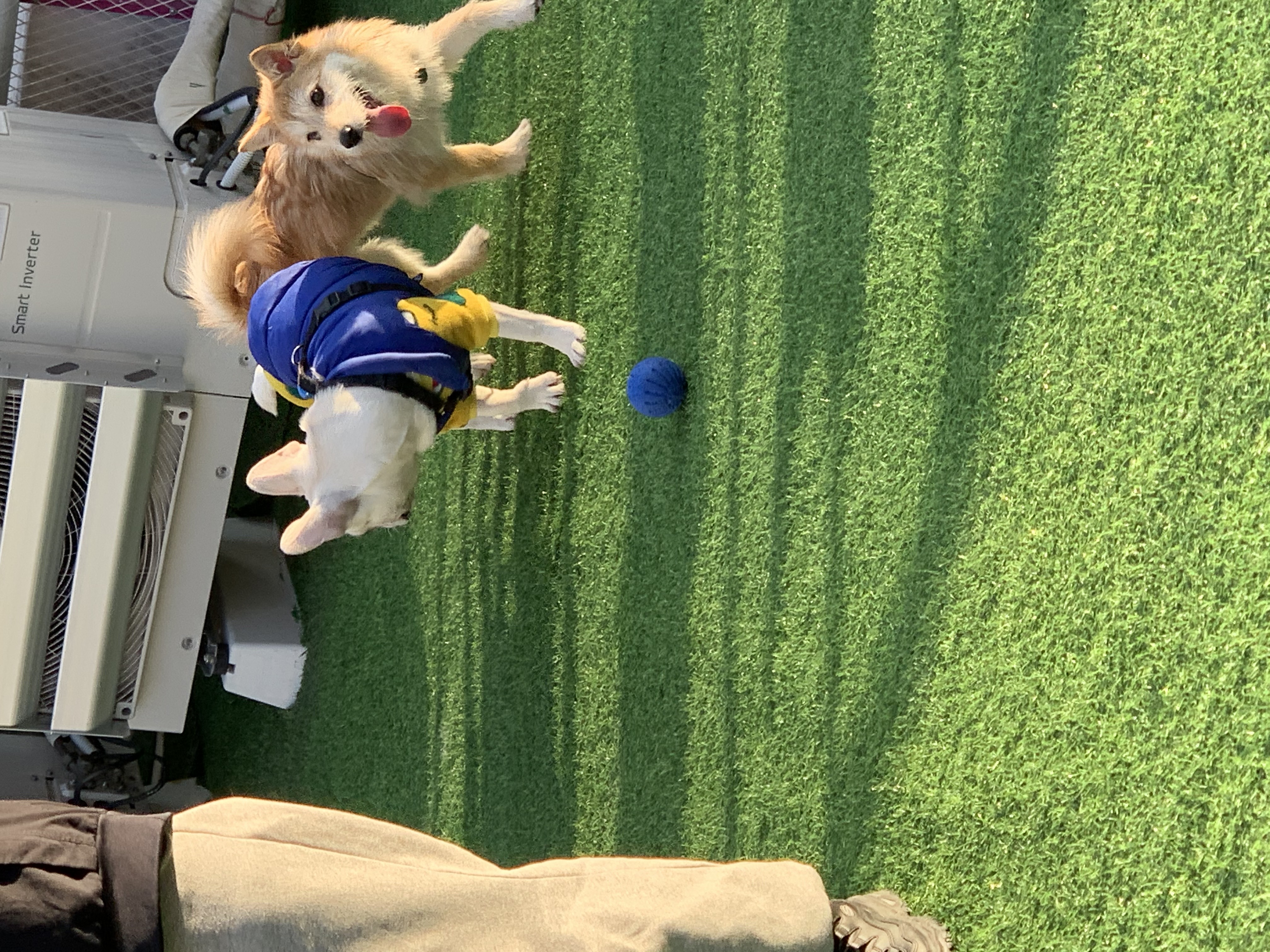 보들이(순애) 한달 차 이야기♥