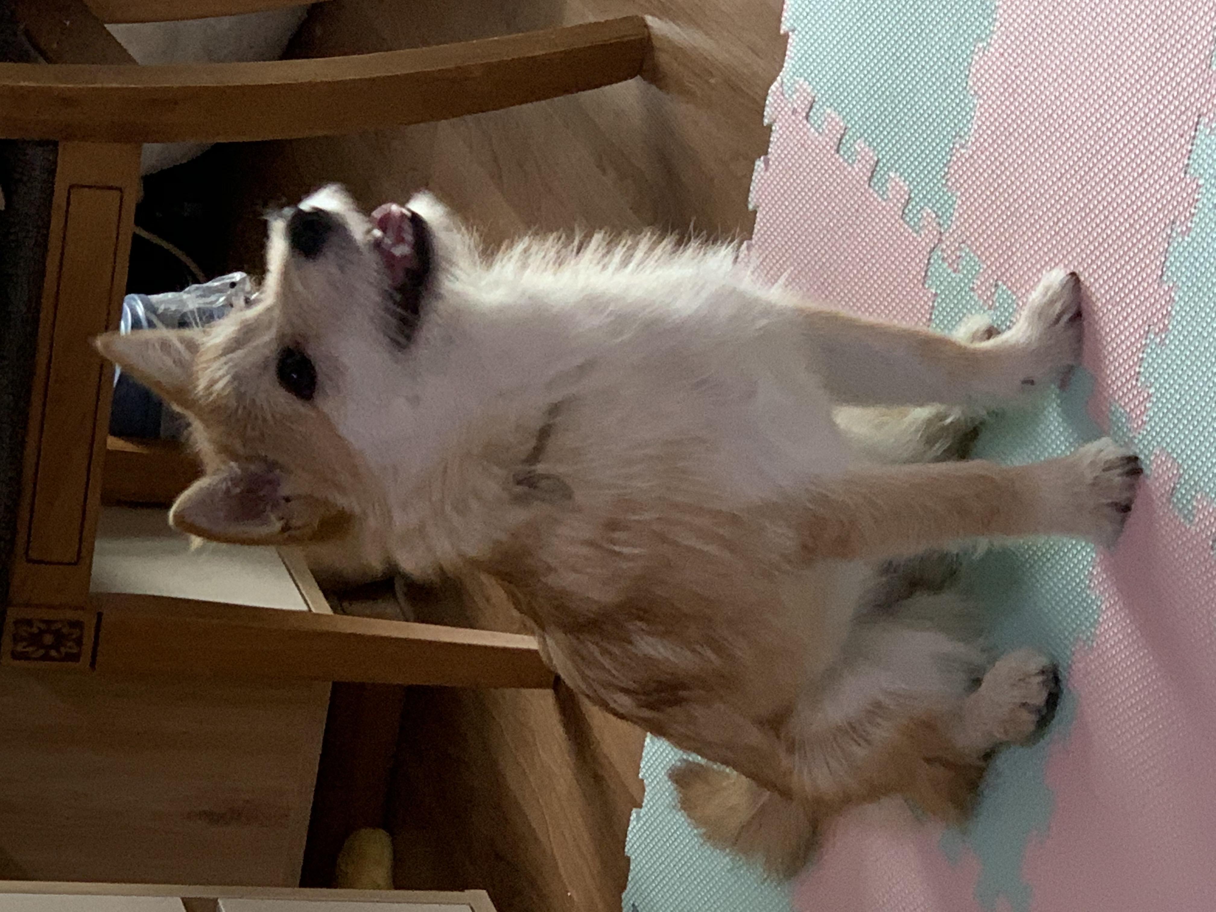 보들이(순애) 한달 차 이야기♥