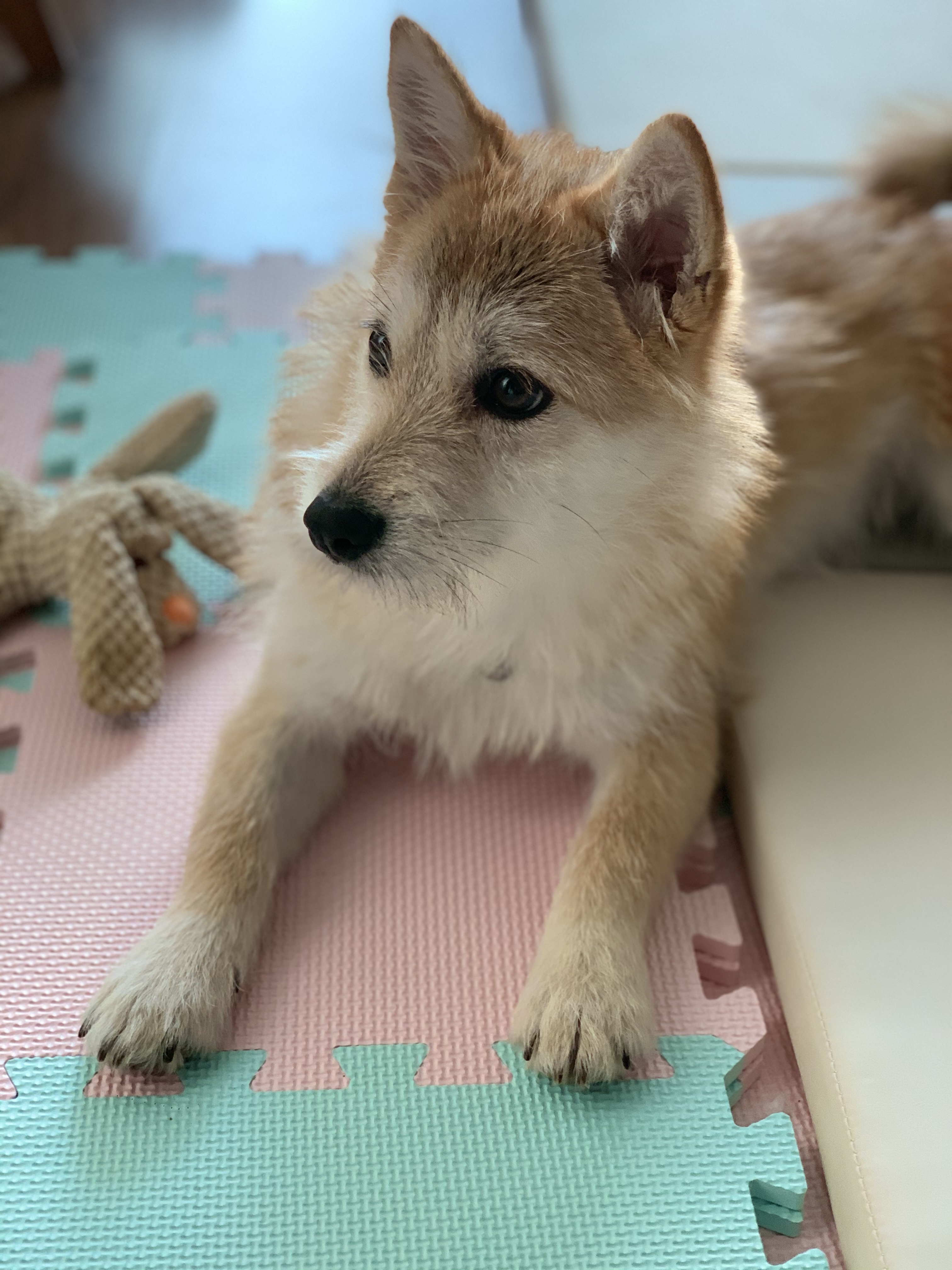 보들이(순애) 한달 차 이야기♥