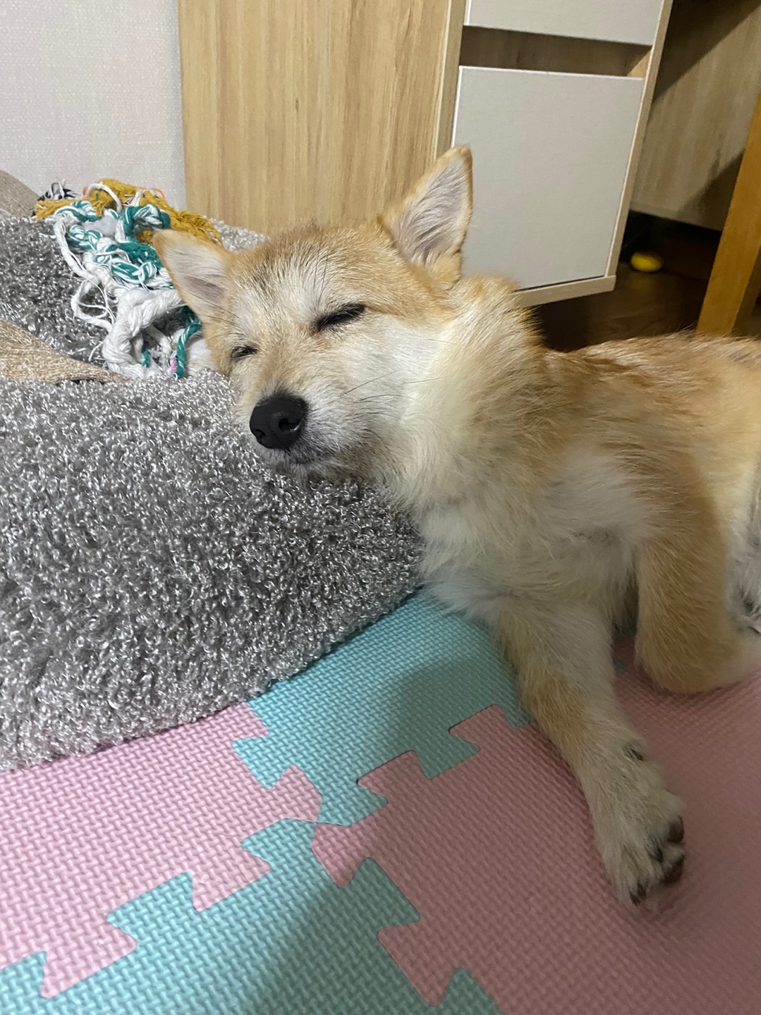 보들이(순애) 한달 차 이야기♥