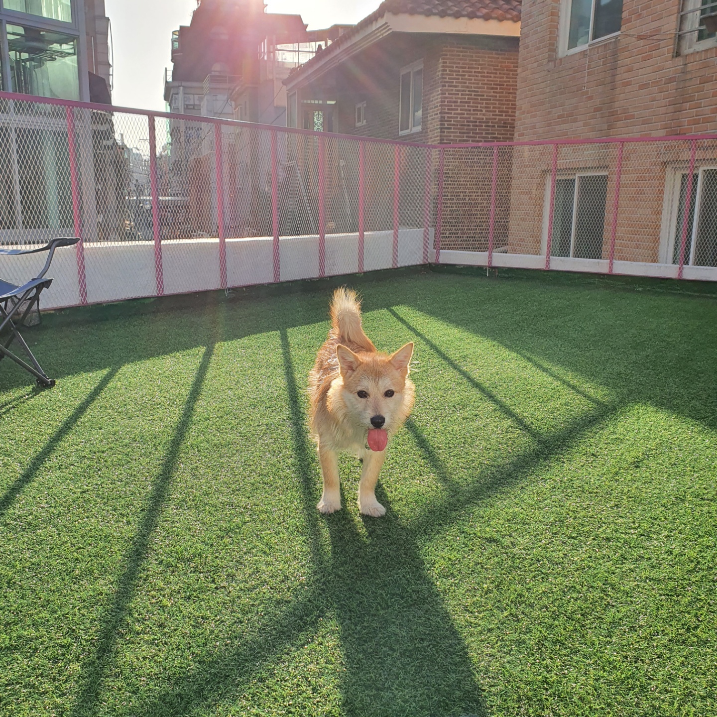 보들이(순애) 한달 차 이야기♥