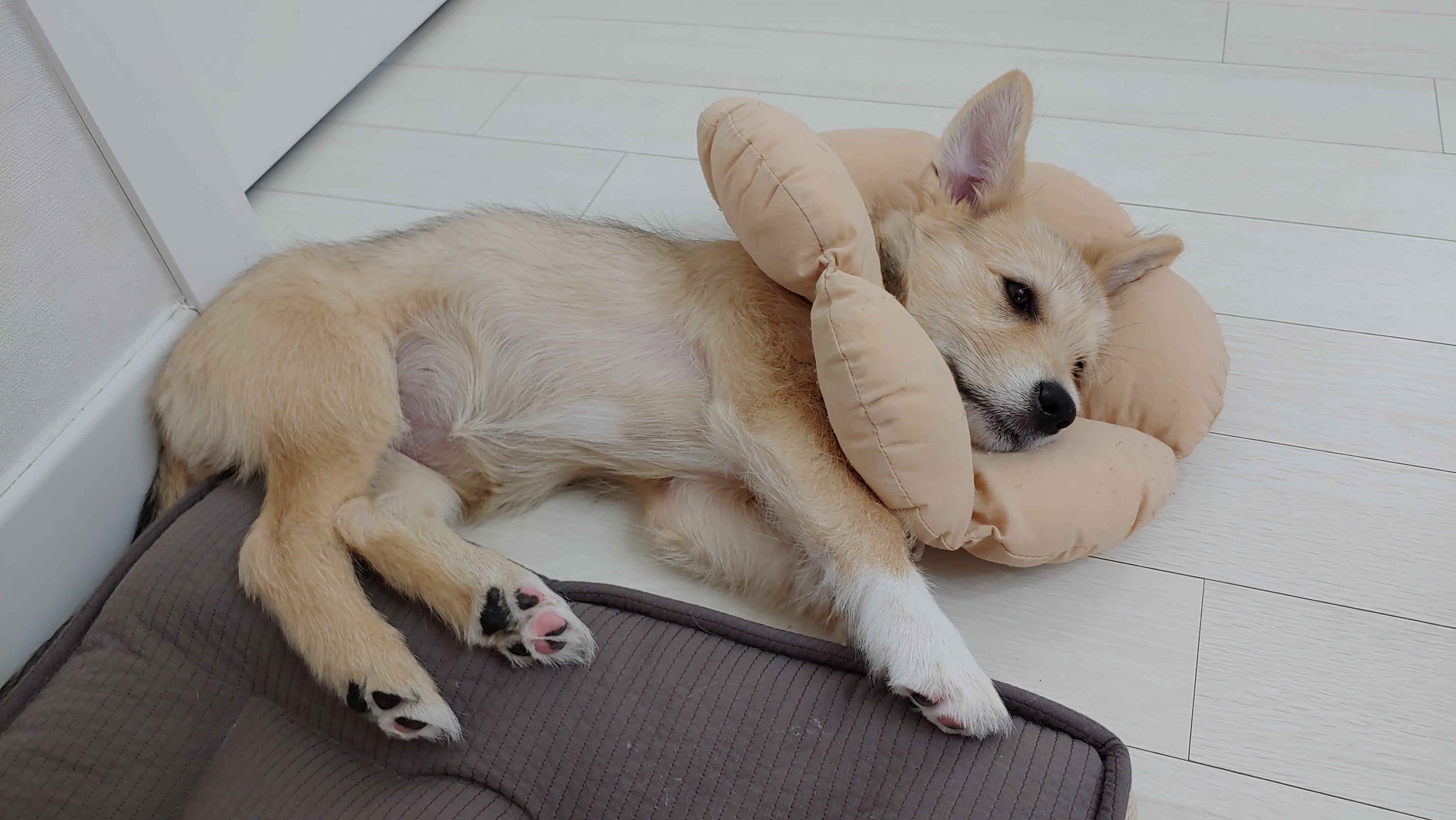 미루 (마노) 한 달 이야기