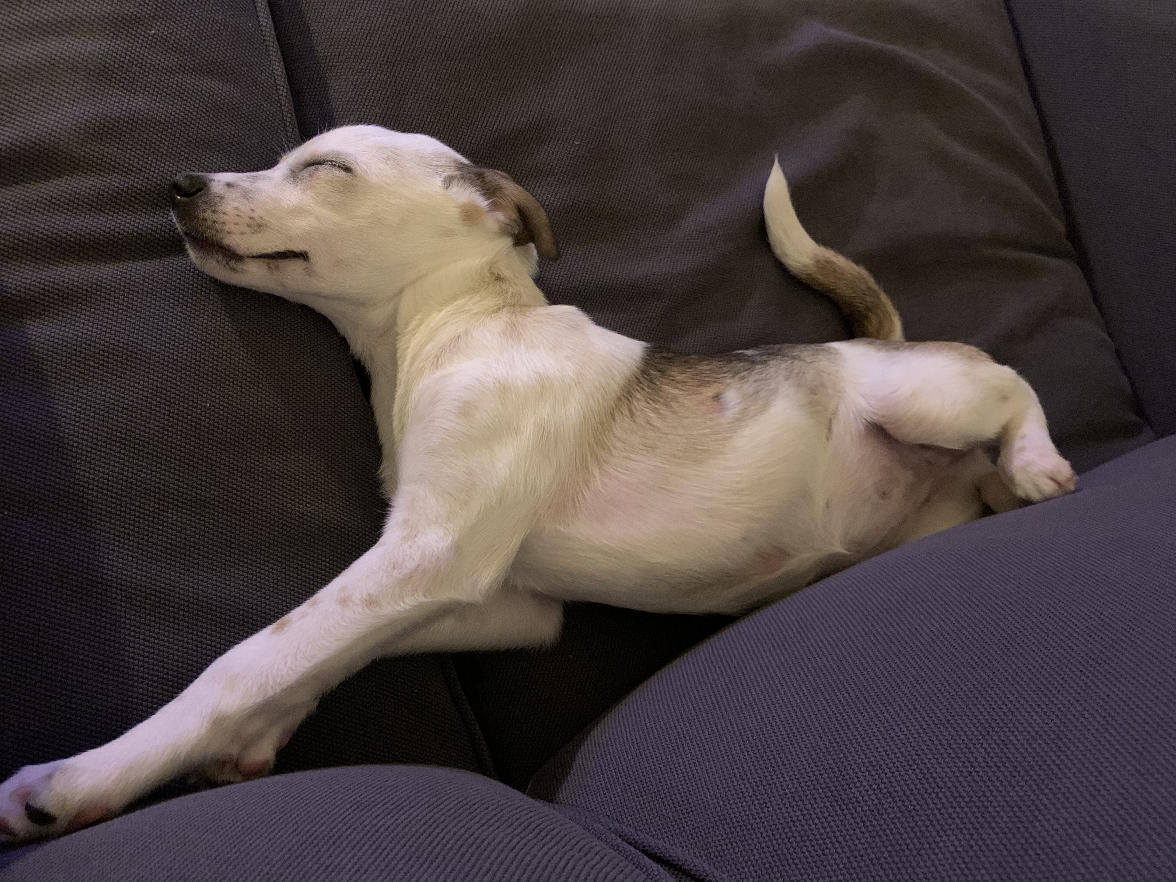 당이(도도) 입양 한달 후 입니다