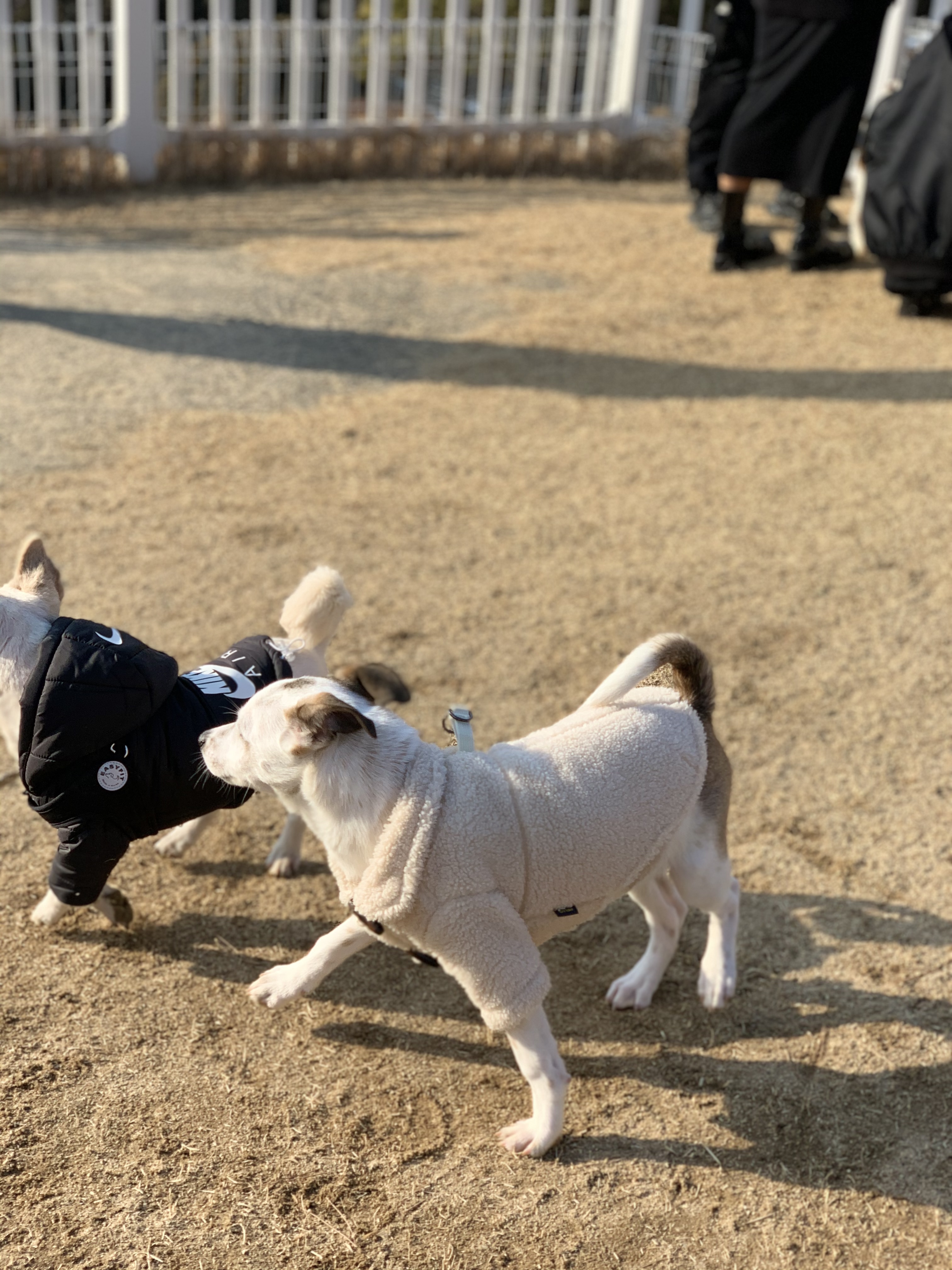 당이(도도) 입양 한달 후 입니다