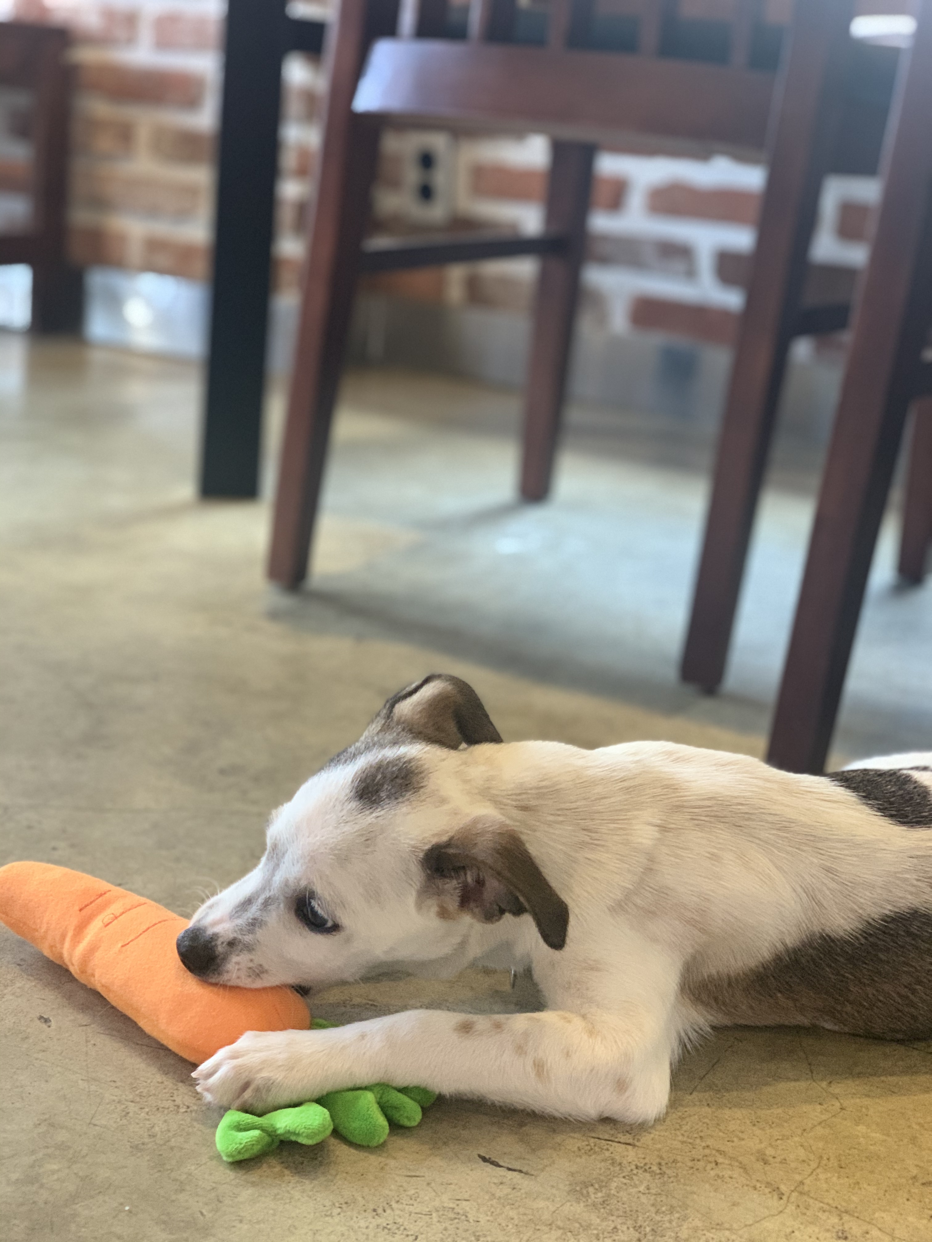 당이(도도) 입양 한달 후 입니다