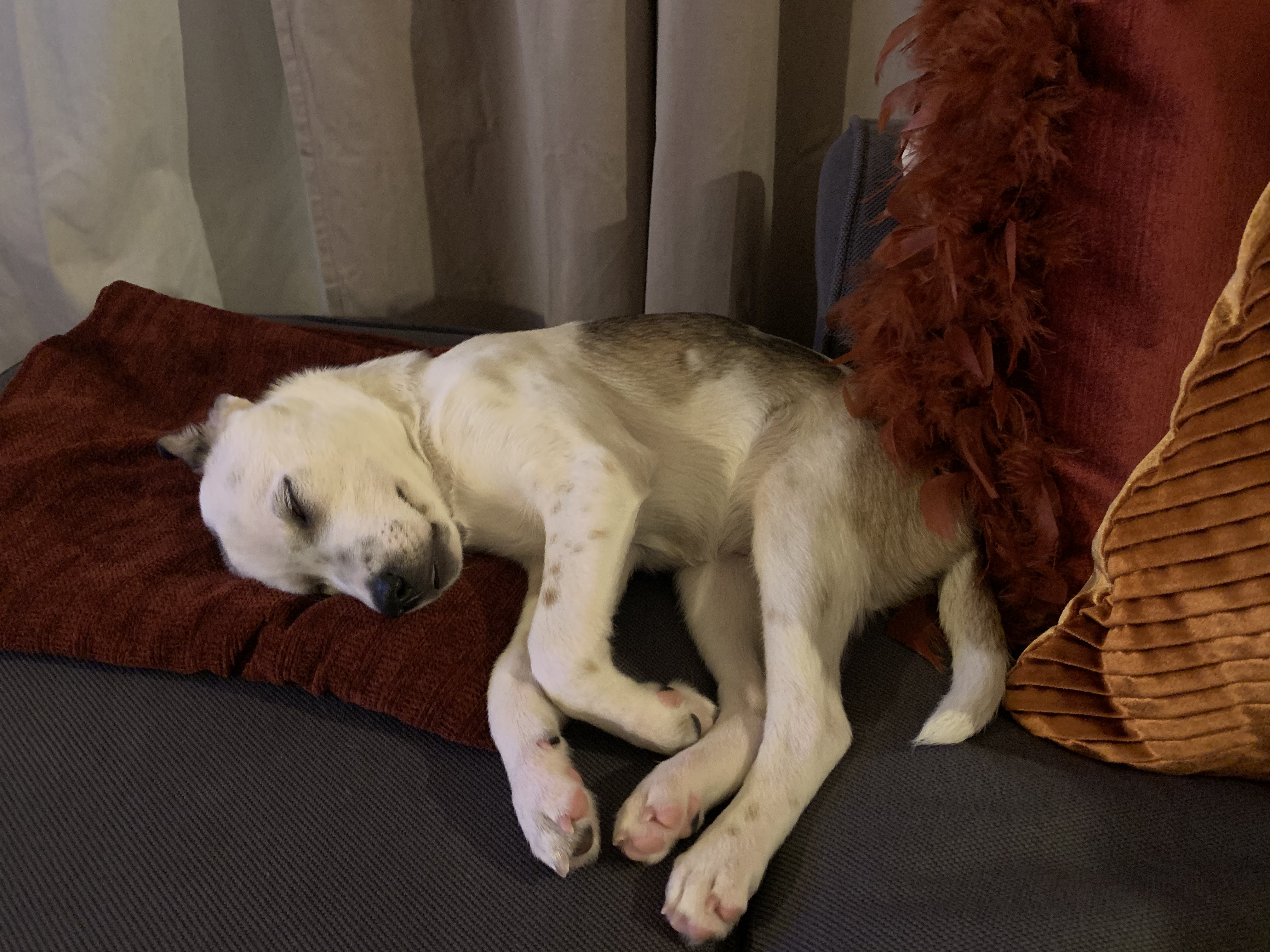 당이(도도) 입양 한달 후 입니다