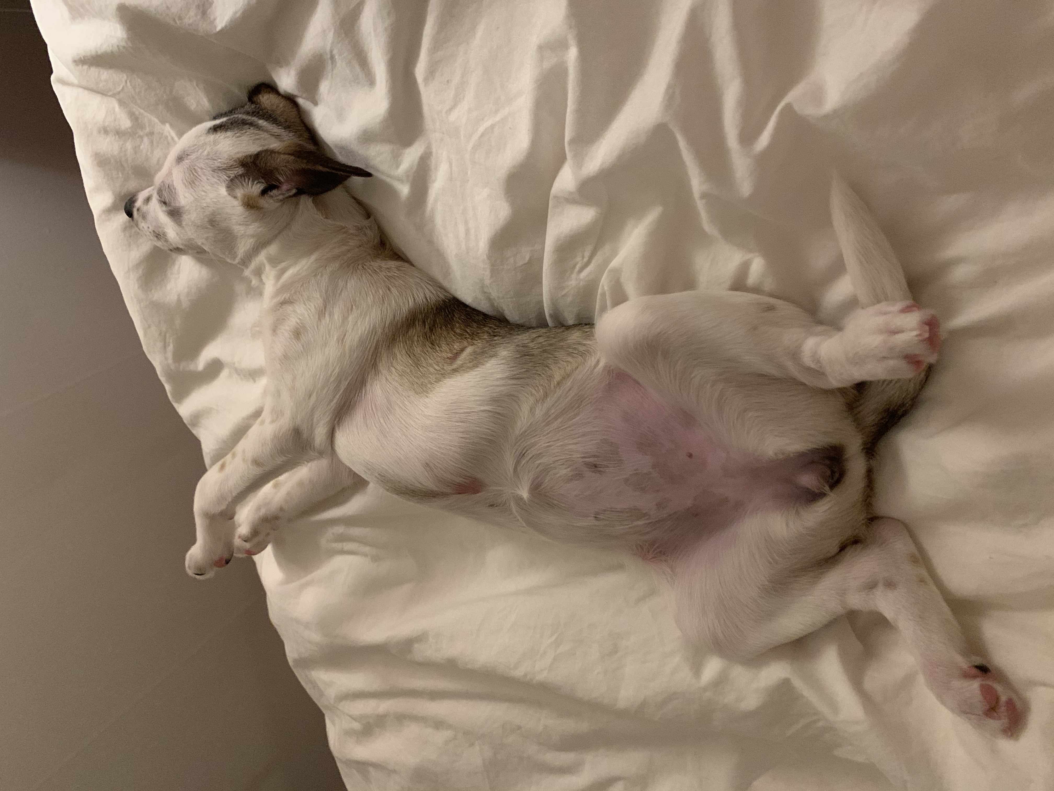 당이(도도) 입양 한달 후 입니다