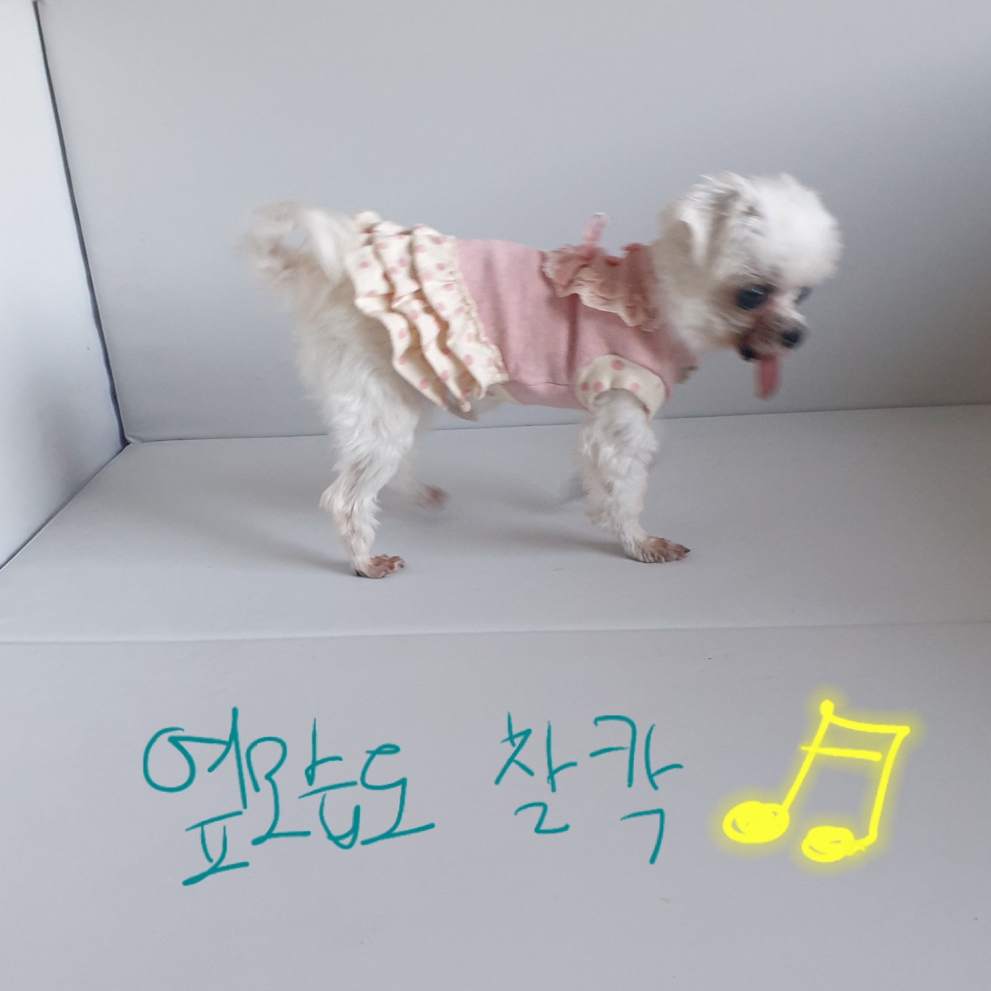 밥잘먹는 튼튼한 금동이 임시보호 한달