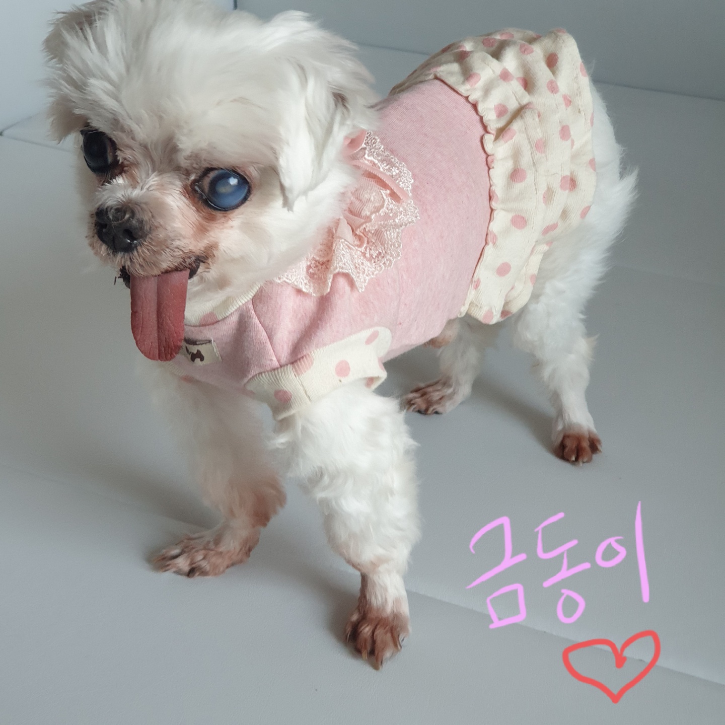 밥잘먹는 튼튼한 금동이 임시보호 한달