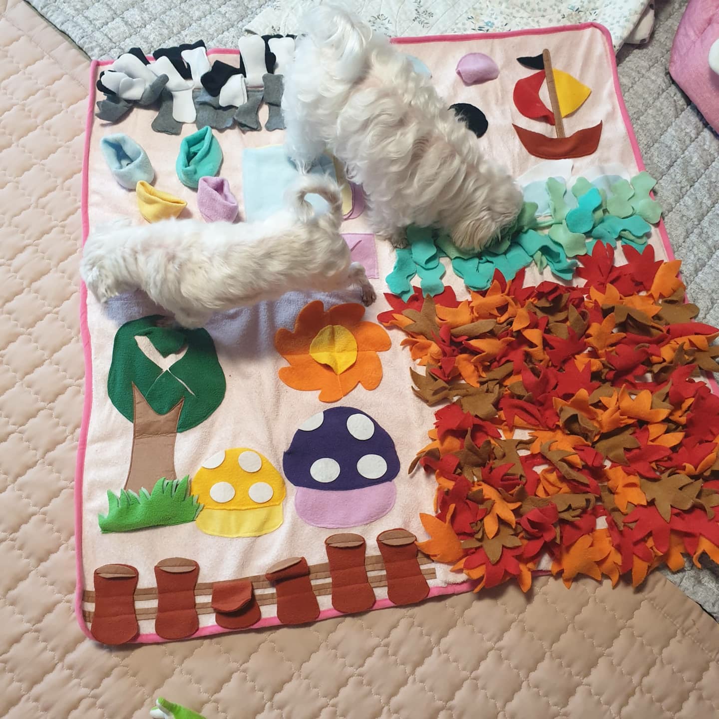 밥잘먹는 튼튼한 금동이 임시보호 한달