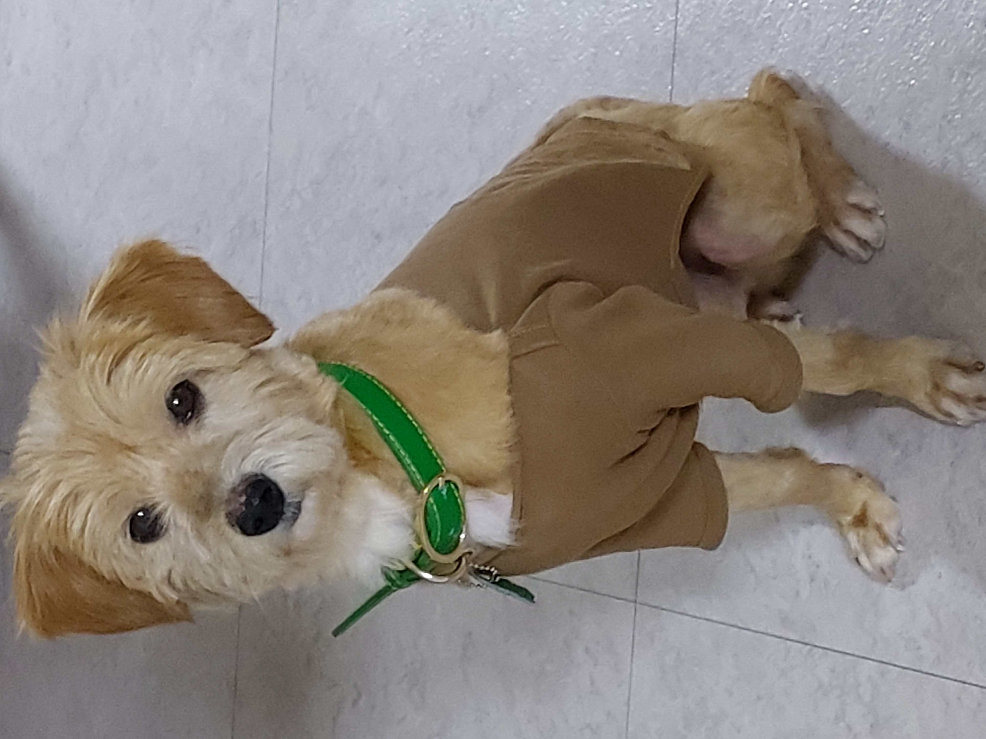 산책을 좋아하는 금동(은돌)이