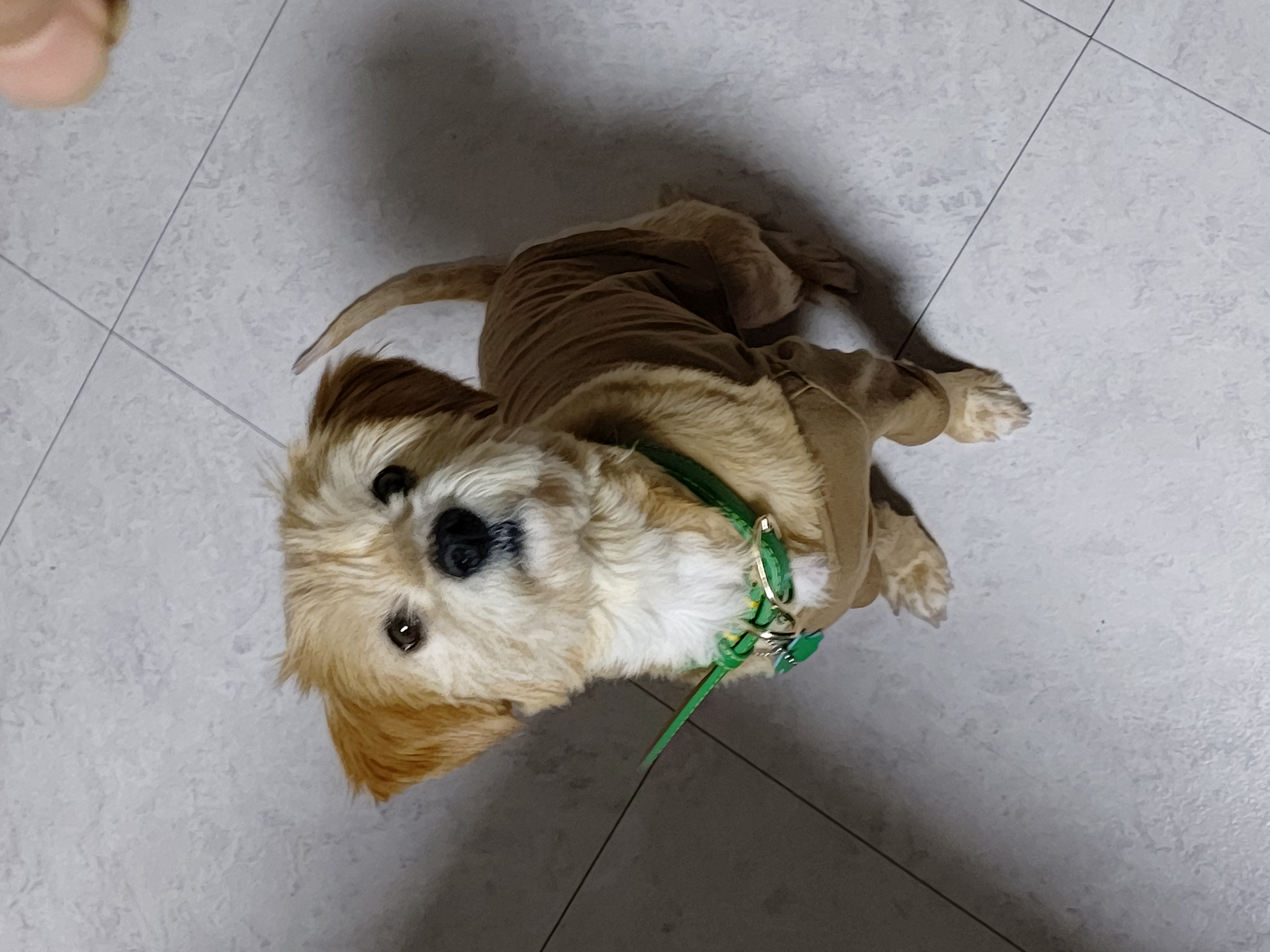 산책을 좋아하는 금동(은돌)이