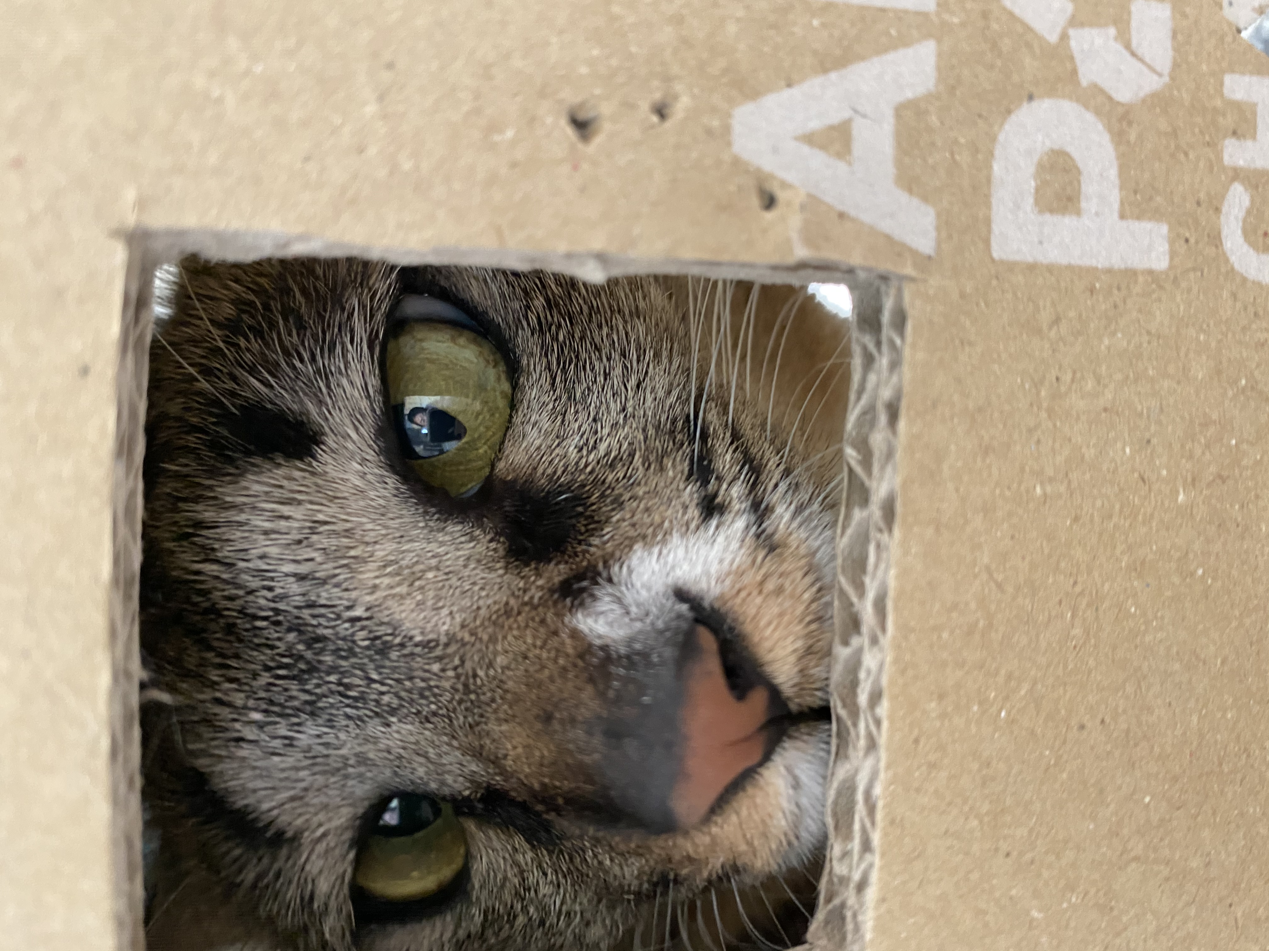 그루 벌써 입양 2년이 되었어요. 