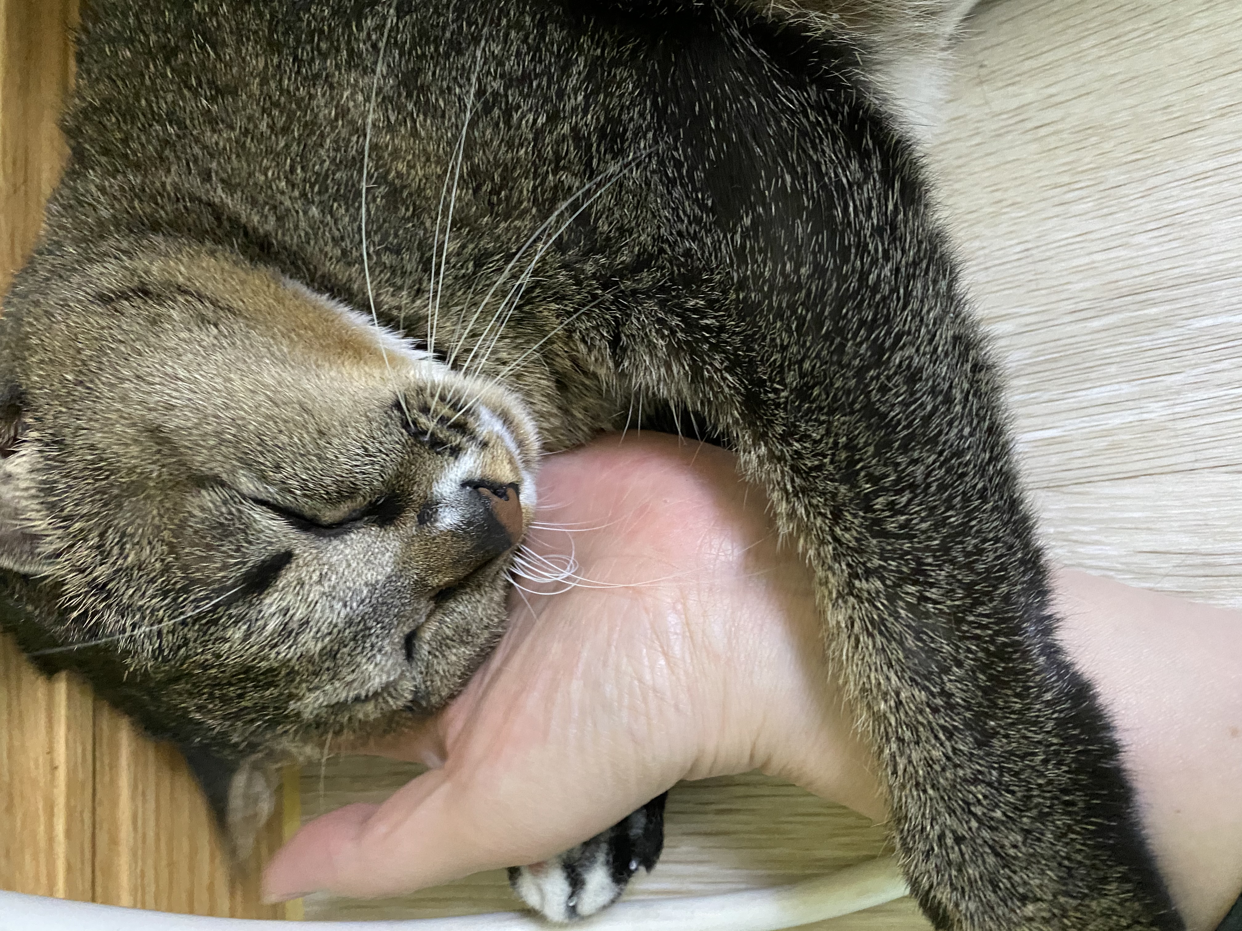 그루 벌써 입양 2년이 되었어요. 