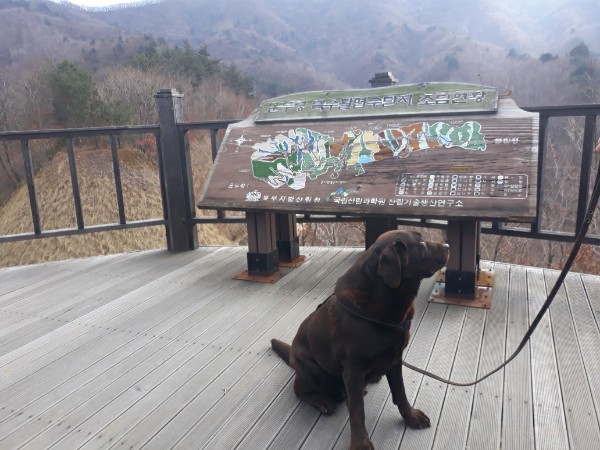 고양시 불법 번식장 구조견 로랑이 입양 3개월 차